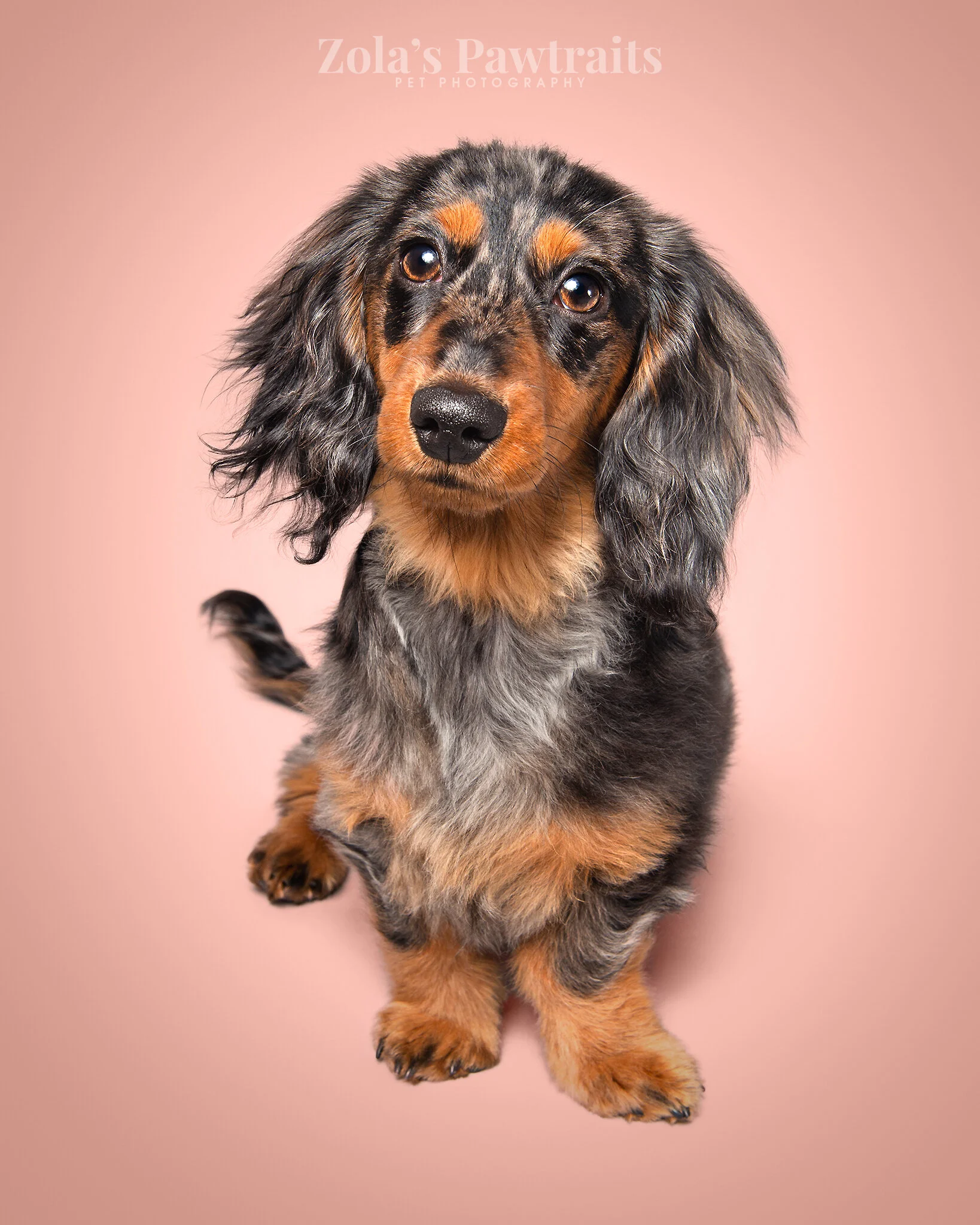 PETPHOTOGRAHY_ZOLASPAWTRAITS_072.jpg