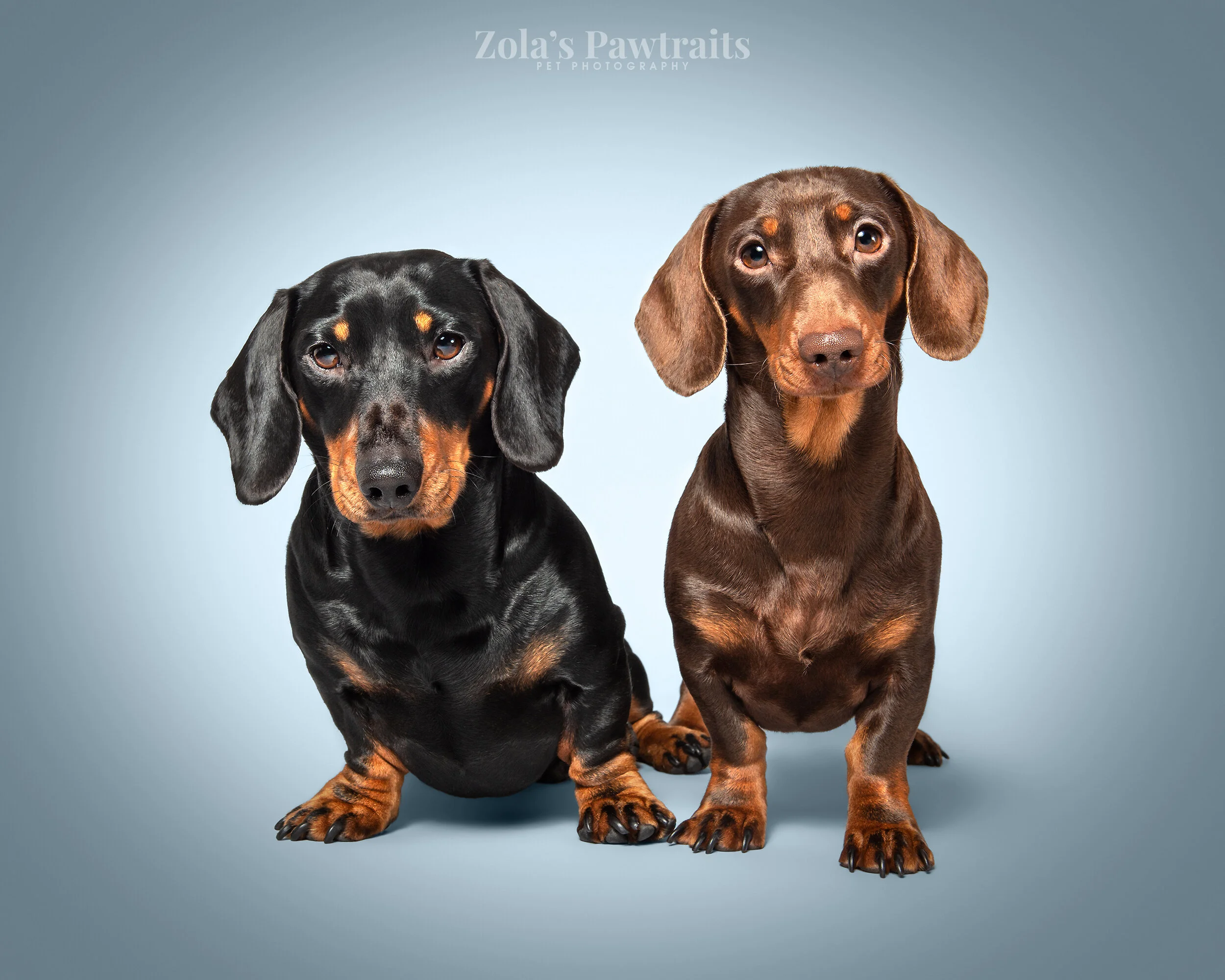 PETPHOTOGRAHY_ZOLASPAWTRAITS_075.jpg