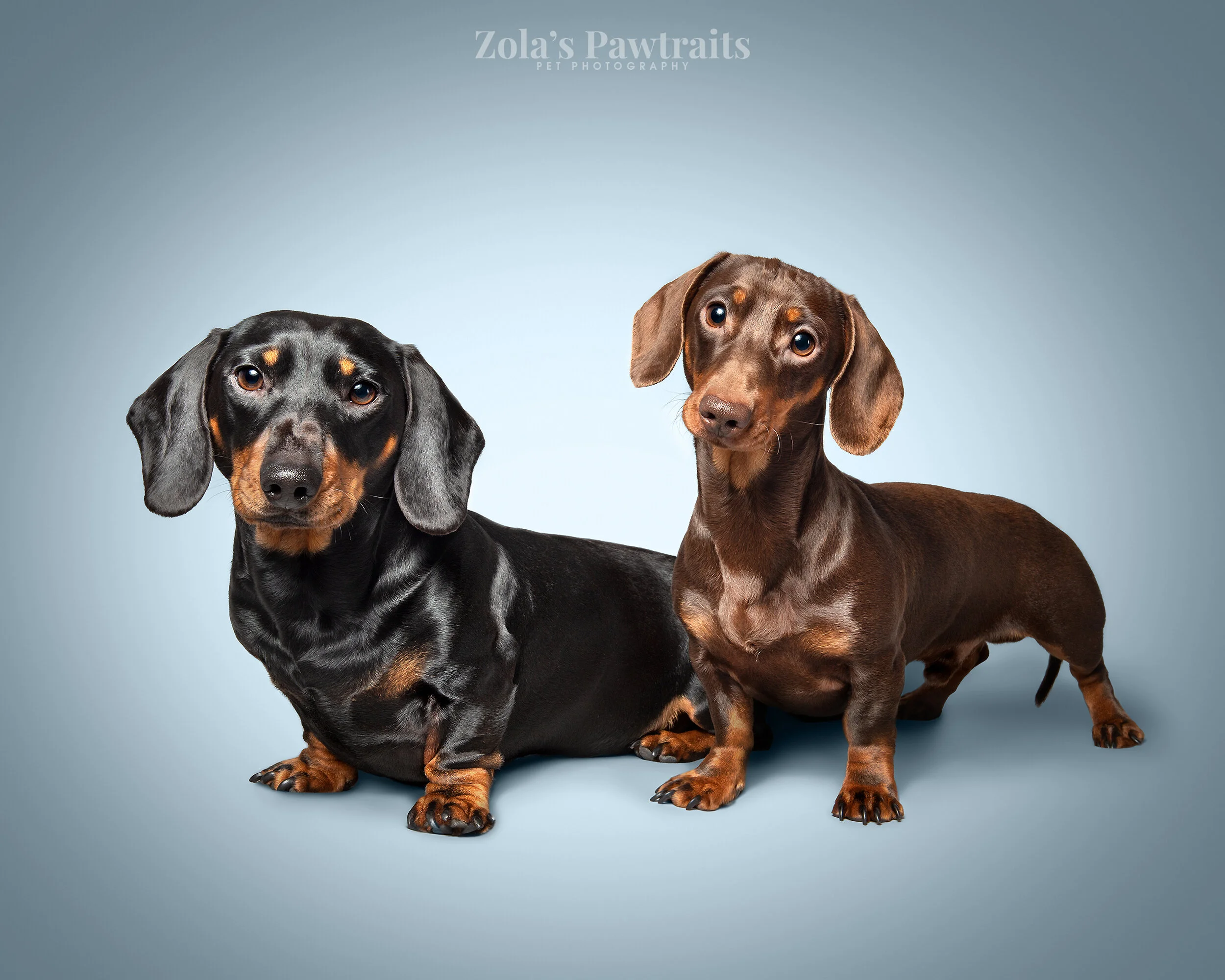 PETPHOTOGRAHY_ZOLASPAWTRAITS_076.jpg
