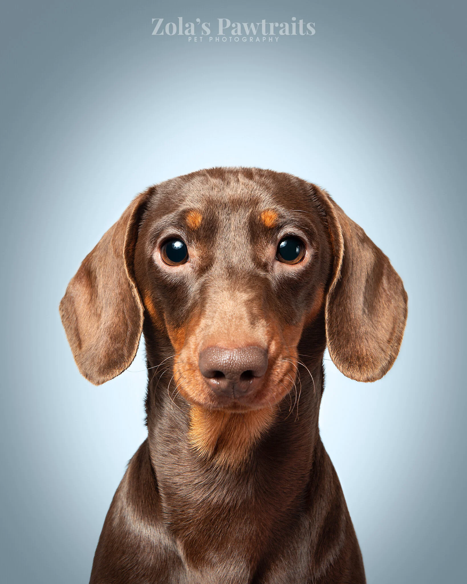 PETPHOTOGRAHY_ZOLASPAWTRAITS_077.jpg