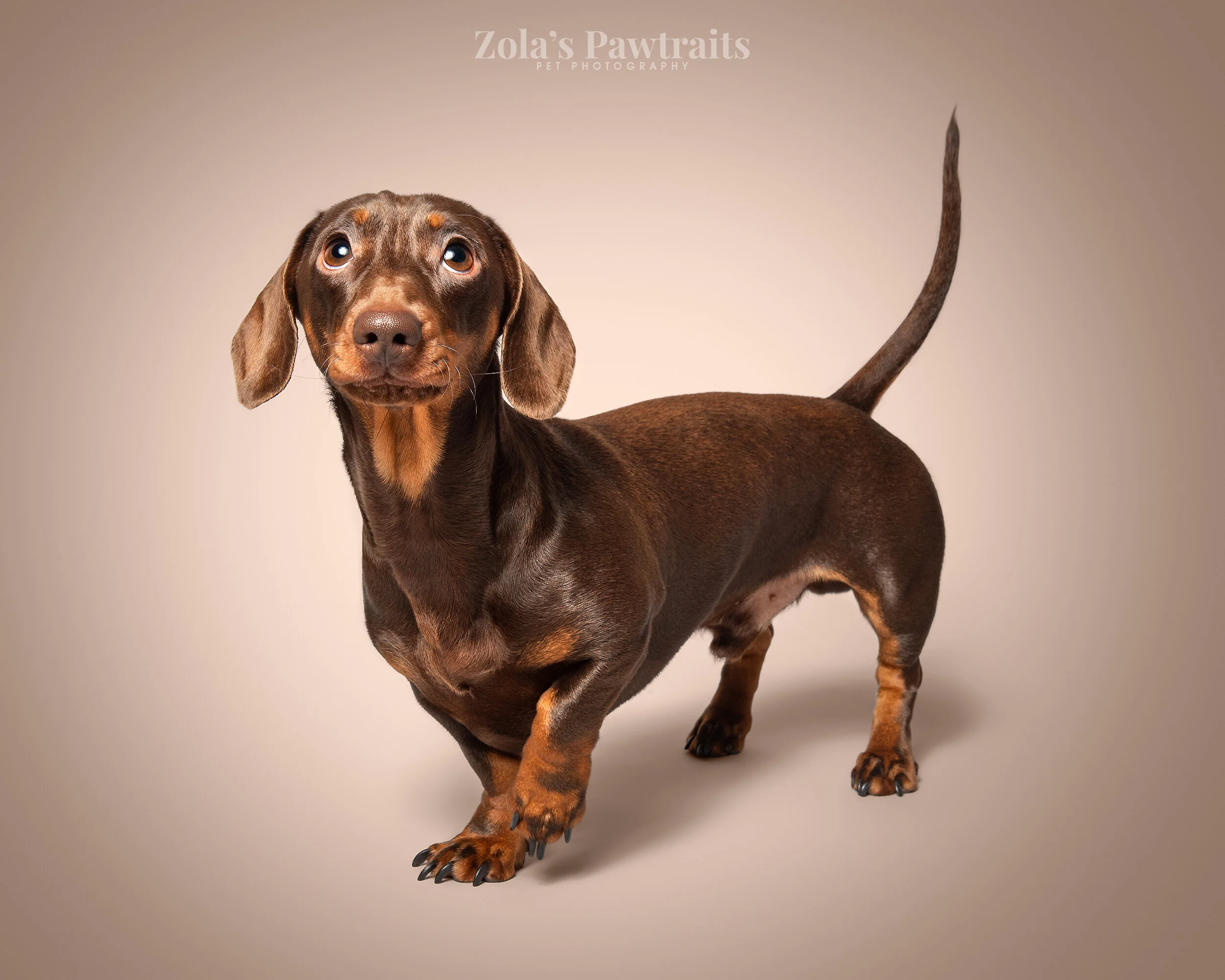 PETPHOTOGRAHY_ZOLASPAWTRAITS_078.jpg