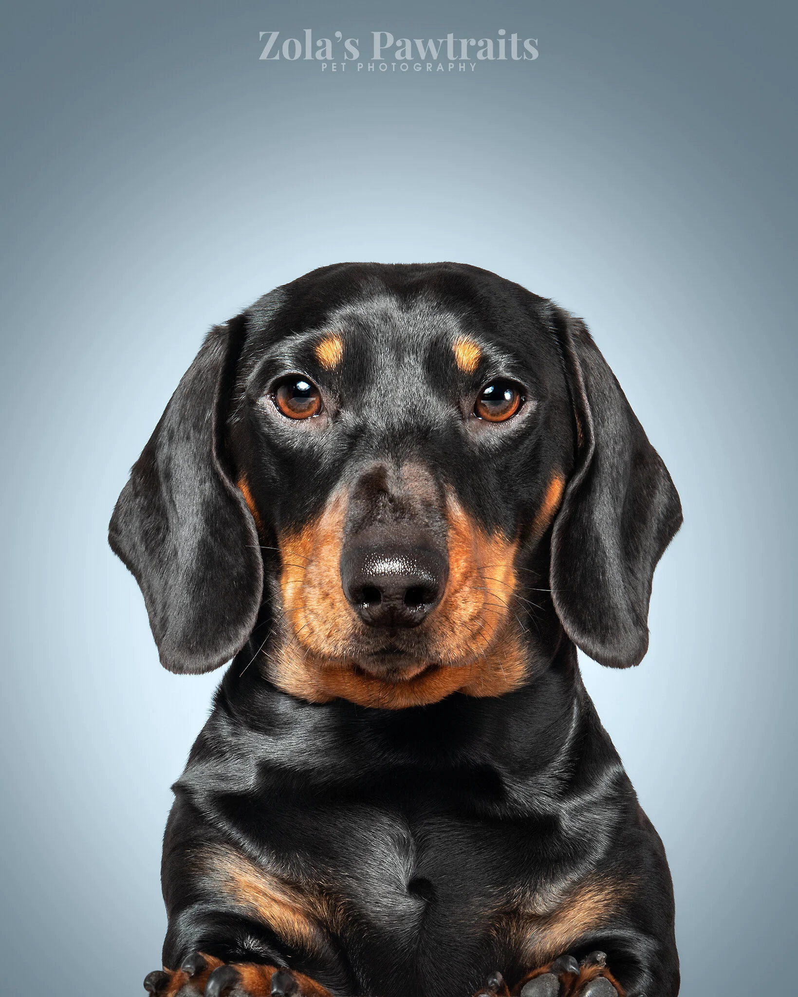 PETPHOTOGRAHY_ZOLASPAWTRAITS_080.jpg