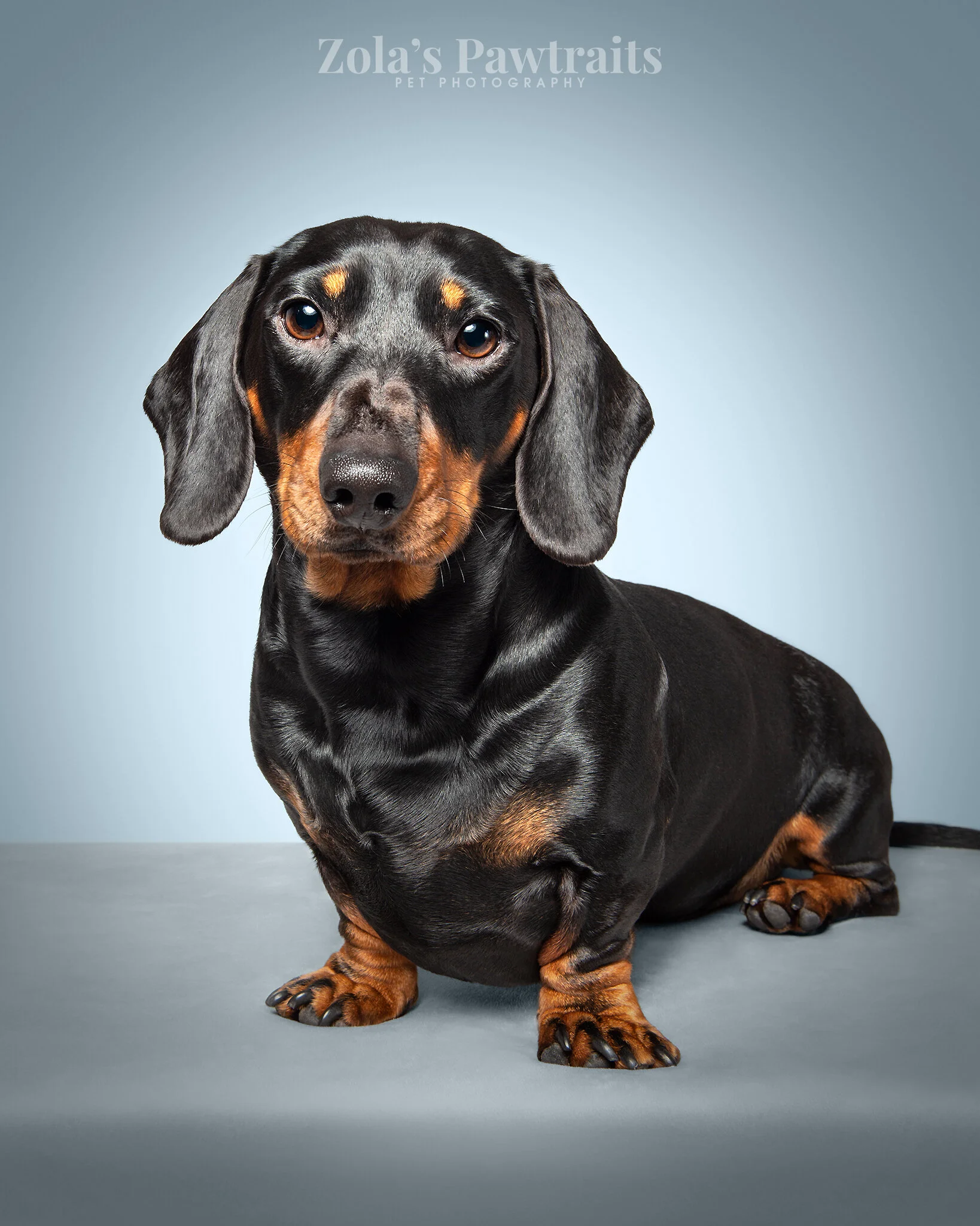 PETPHOTOGRAHY_ZOLASPAWTRAITS_081.jpg