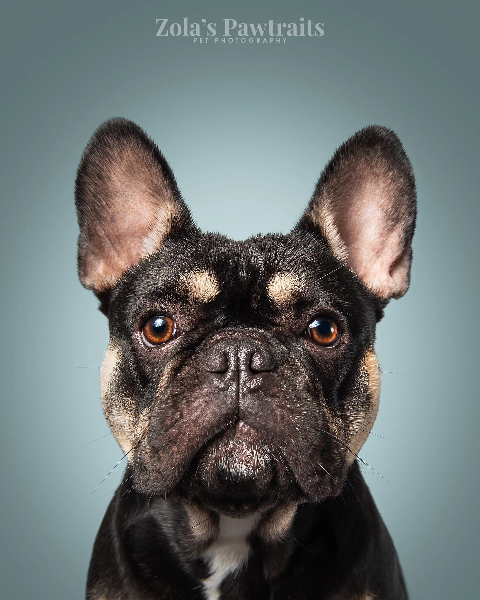 PETPHOTOGRAHY_ZOLASPAWTRAITS_082.jpg