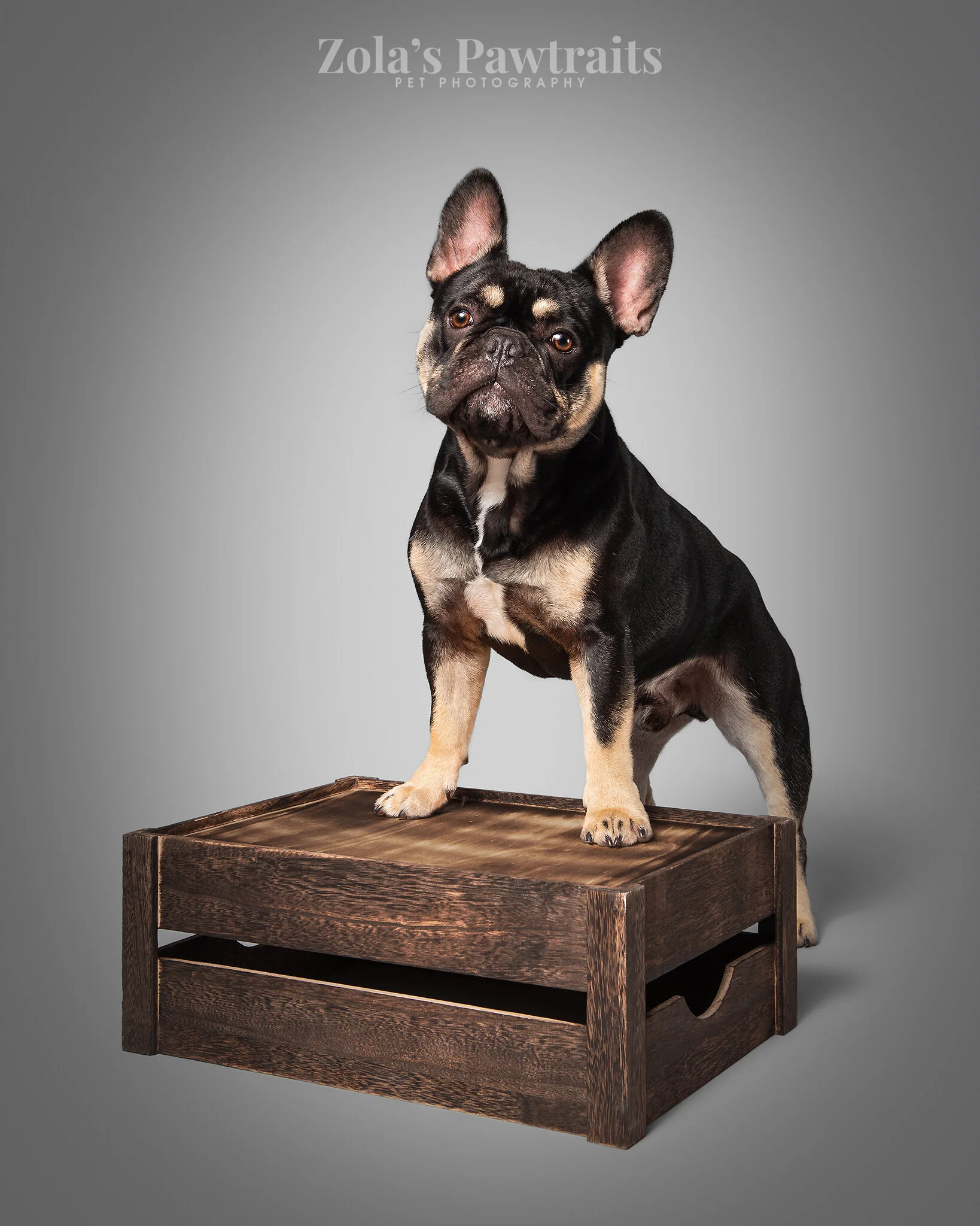 PETPHOTOGRAHY_ZOLASPAWTRAITS_085.jpg