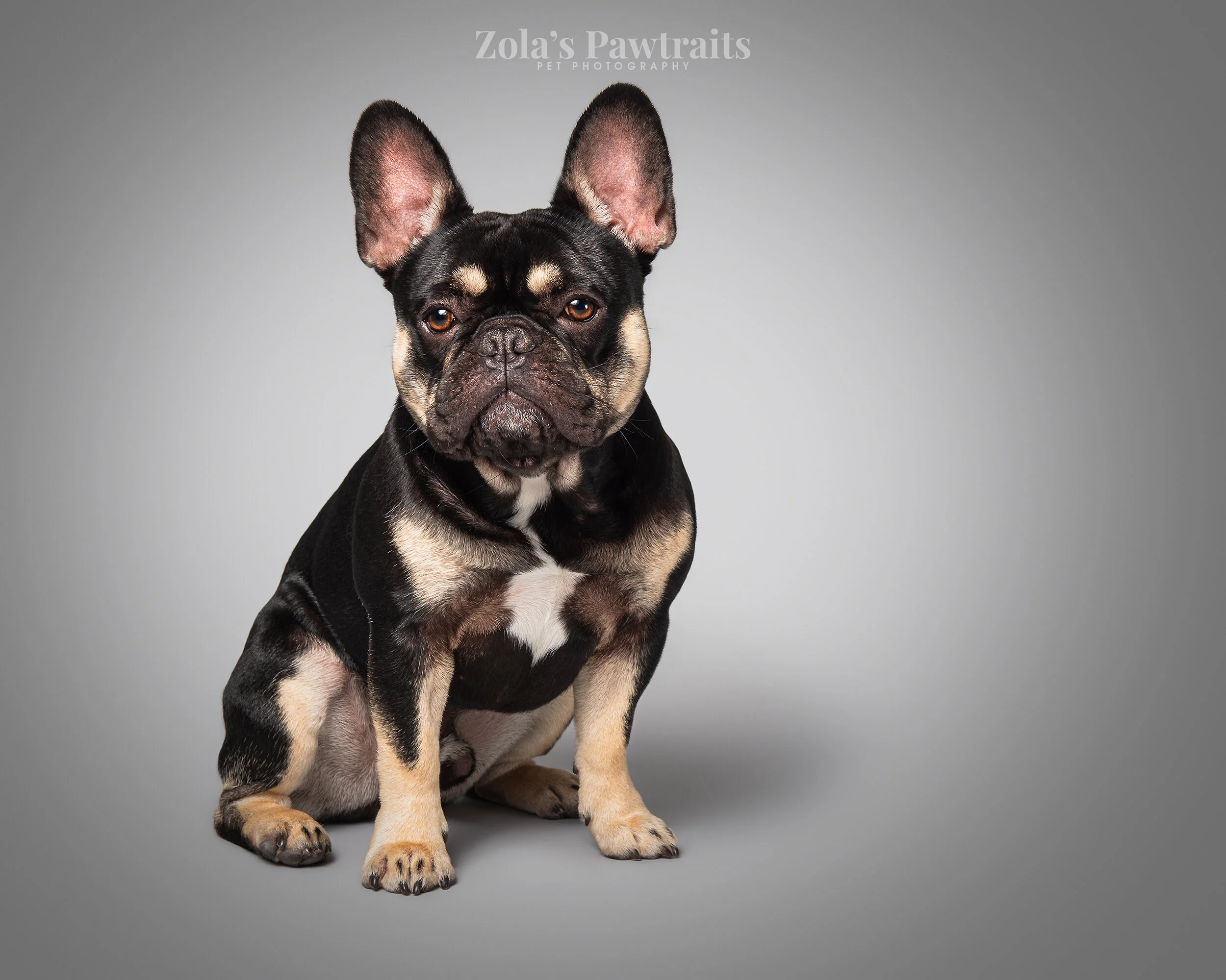 PETPHOTOGRAHY_ZOLASPAWTRAITS_088.jpg