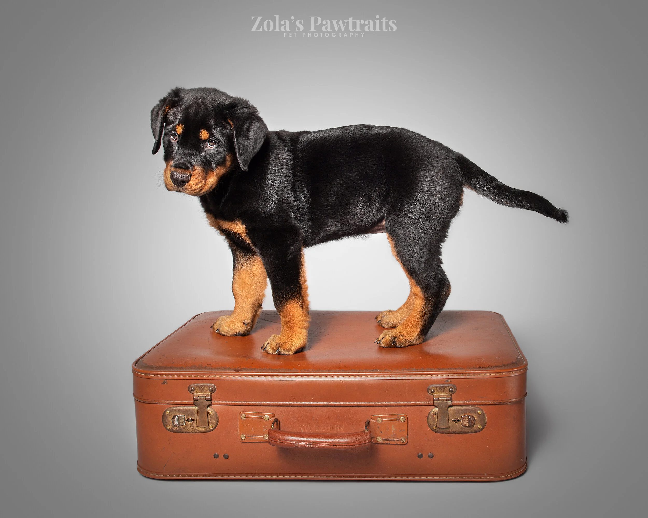 PETPHOTOGRAHY_ZOLASPAWTRAITS_093.jpg