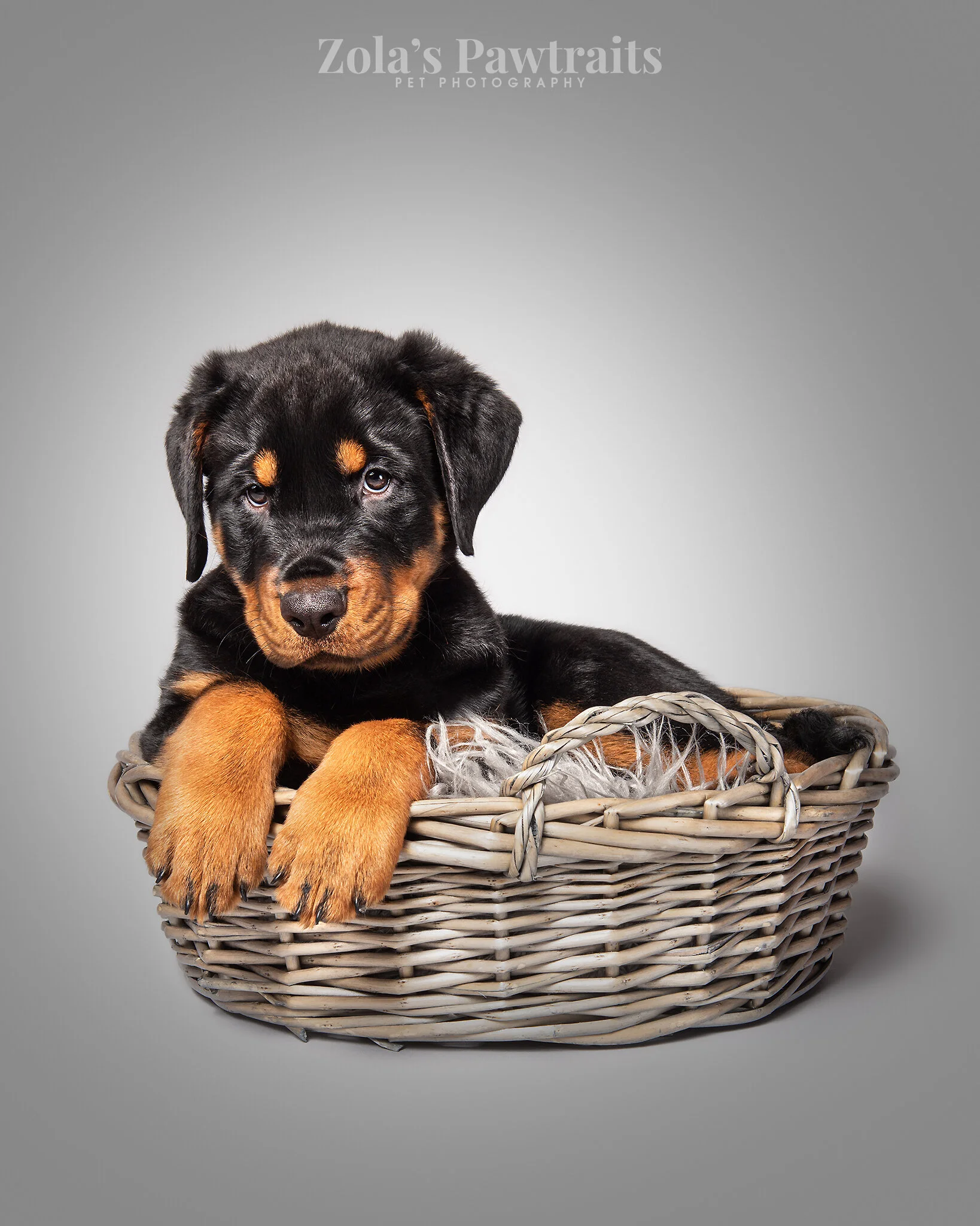 PETPHOTOGRAHY_ZOLASPAWTRAITS_095.jpg