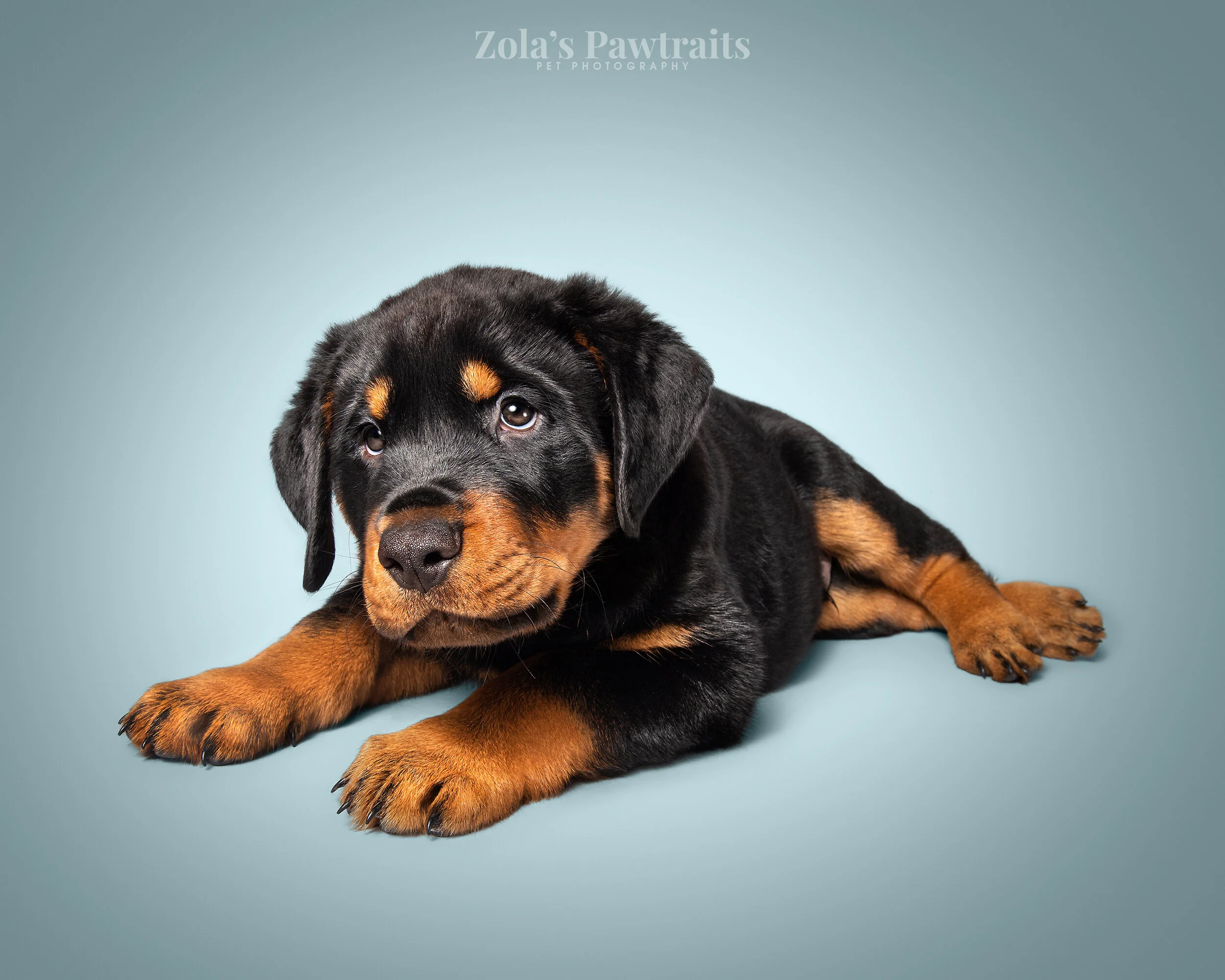 PETPHOTOGRAHY_ZOLASPAWTRAITS_097.jpg