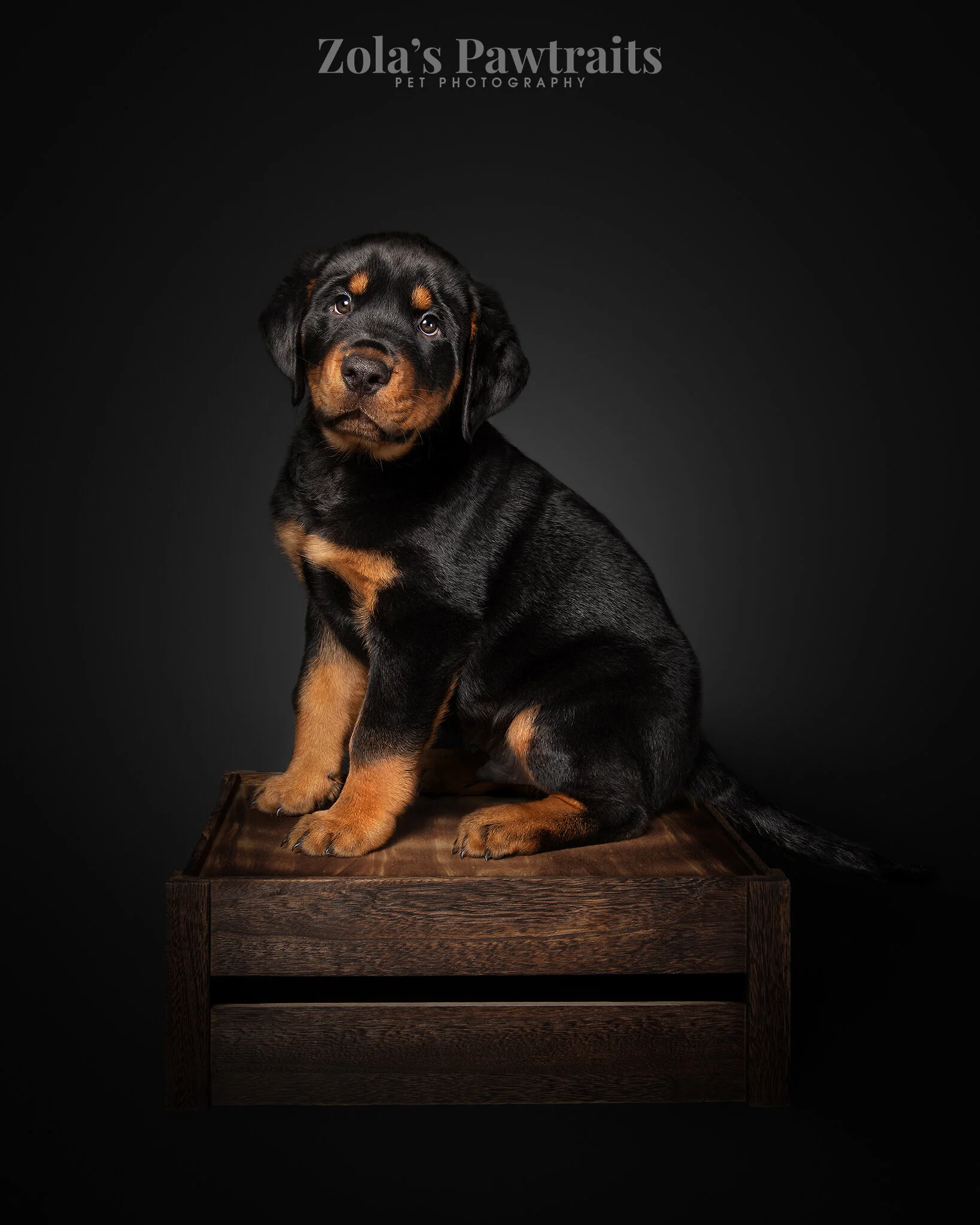 PETPHOTOGRAHY_ZOLASPAWTRAITS_099.jpg