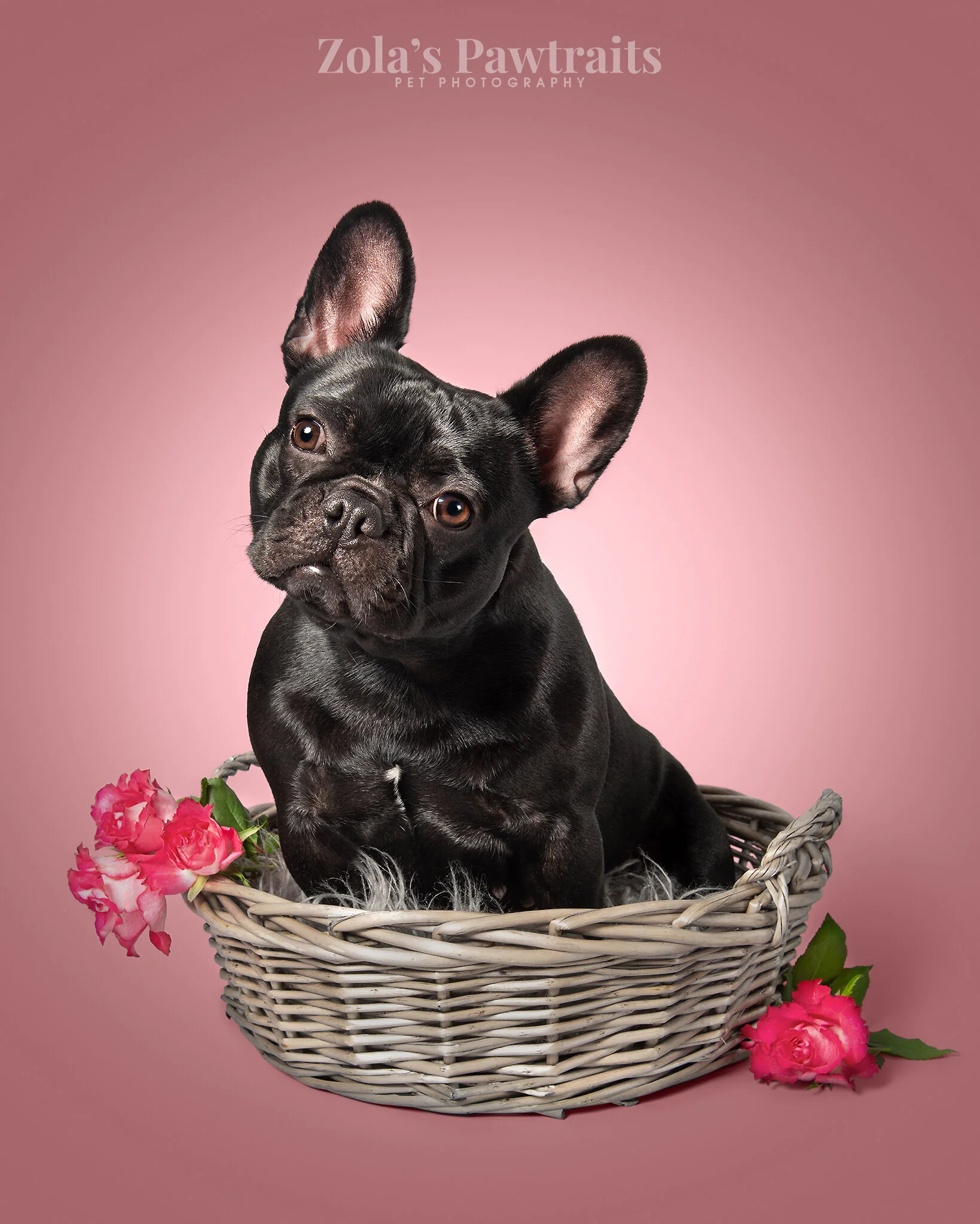 PETPHOTOGRAHY_ZOLASPAWTRAITS_100.jpg