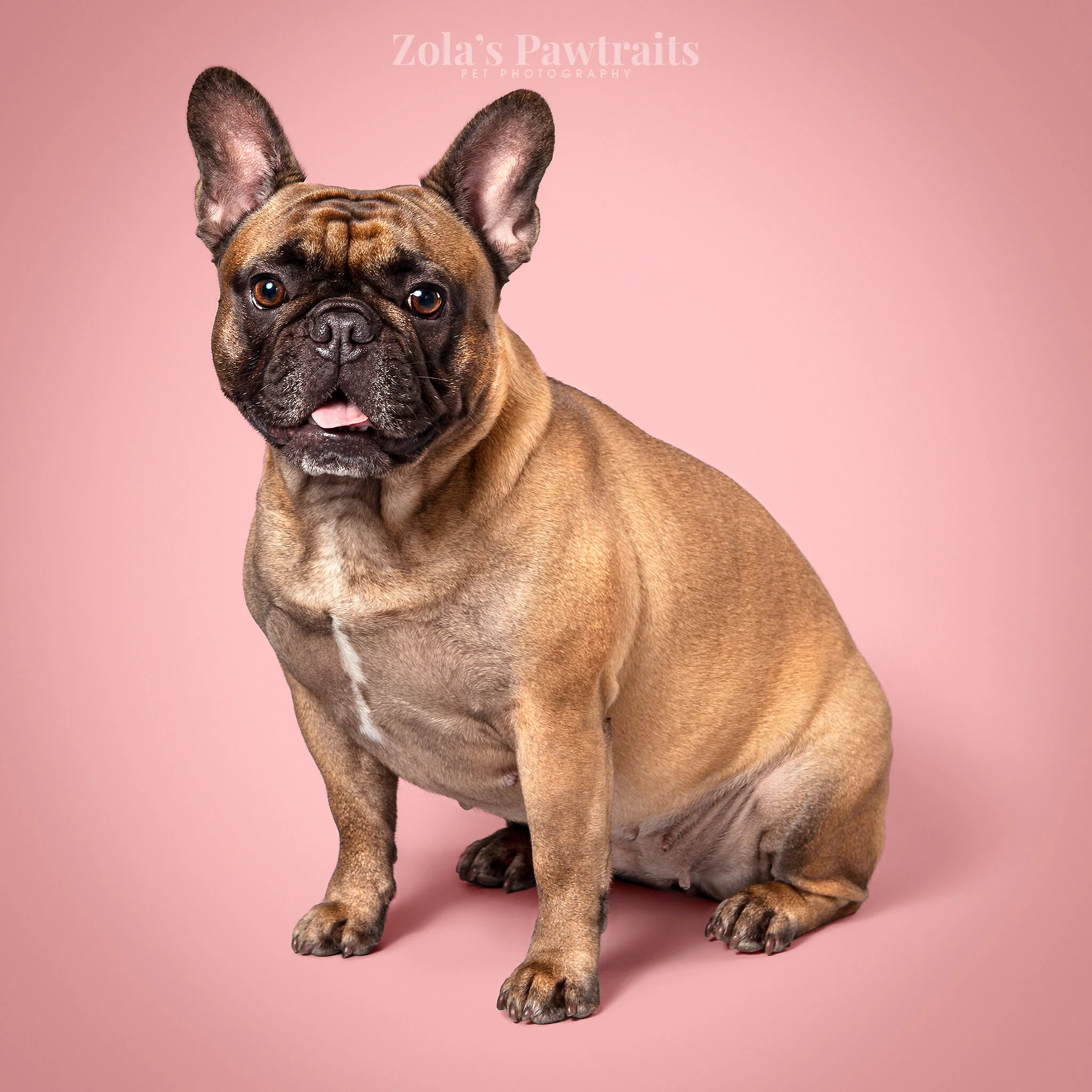 PETPHOTOGRAHY_ZOLASPAWTRAITS_101.jpg