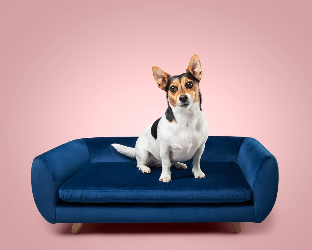 Happy Sunday! 💕
Will you be spending yours on the sofa or are you off out on an adventure? 🐾
.⁠
.⁠
.⁠
.⁠
#petsofinstagram #jackrusselllovers #jackrussellove  #petphotography #studiopetphotography #hairofthedogblog ⁠
#warringtonphotographer #petphot