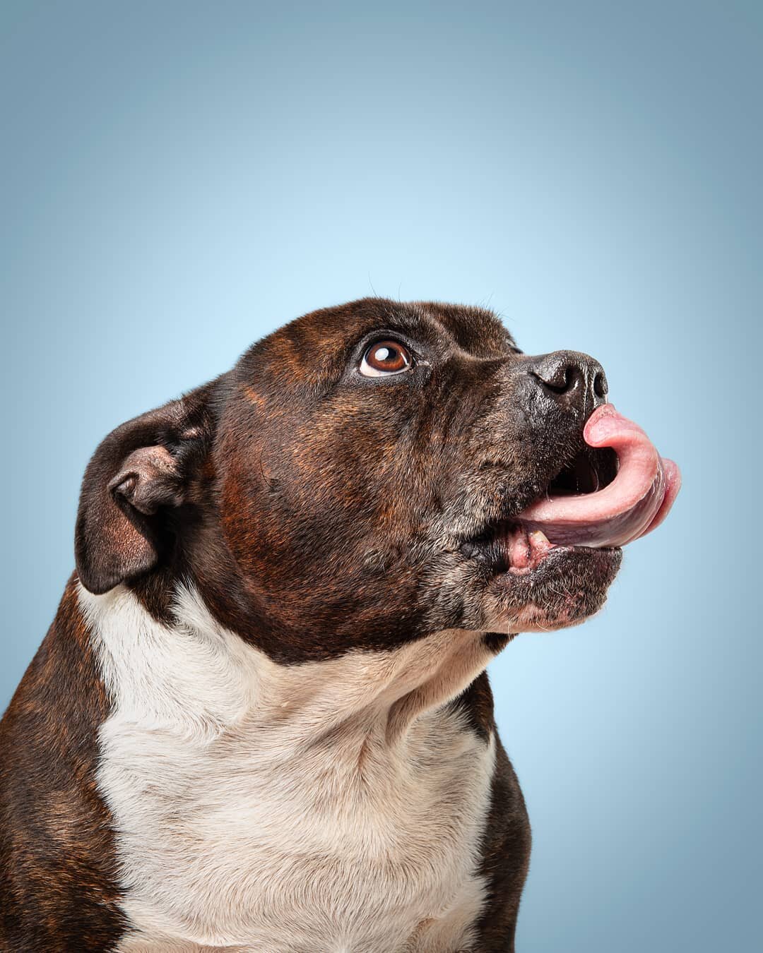 Gomez eyeing up his next treat! 😋
.
.
.
.
#staffy #staffygram #staffylove #staffymoments #staffyoftheday&nbsp;#staffylover #staffysofinsta&nbsp;#staffordshirebullterrier #staffordshirebullterriersofinstagram #staffordshirebullterriers&nbsp;#petphoto