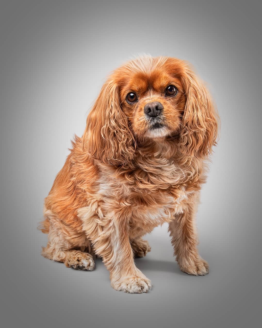 Lucy 🧡
How gorgeous is she 🥰
.
.
.
.
.
#cavalierkingcharlesspaniel #cavalierkingcharles #CavalierKingCharlesSpaniels #cavalierkingcharlesspanielsofinstagram
#warringtonphotographer #petphotographer #northwestphotographer #manchesterphotographer #ch