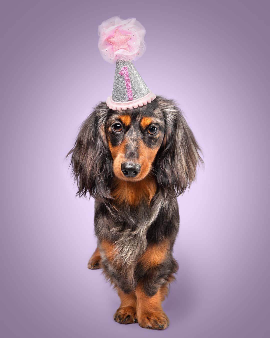 Princess Peach celebrated her 1st Birthday in style with another photoshoot! 🥳

I first photographed Peach last year when she was even tinier! I absolutely loved meeting her again and seeing how she's changed. 

Here she is working her Birthday hat!