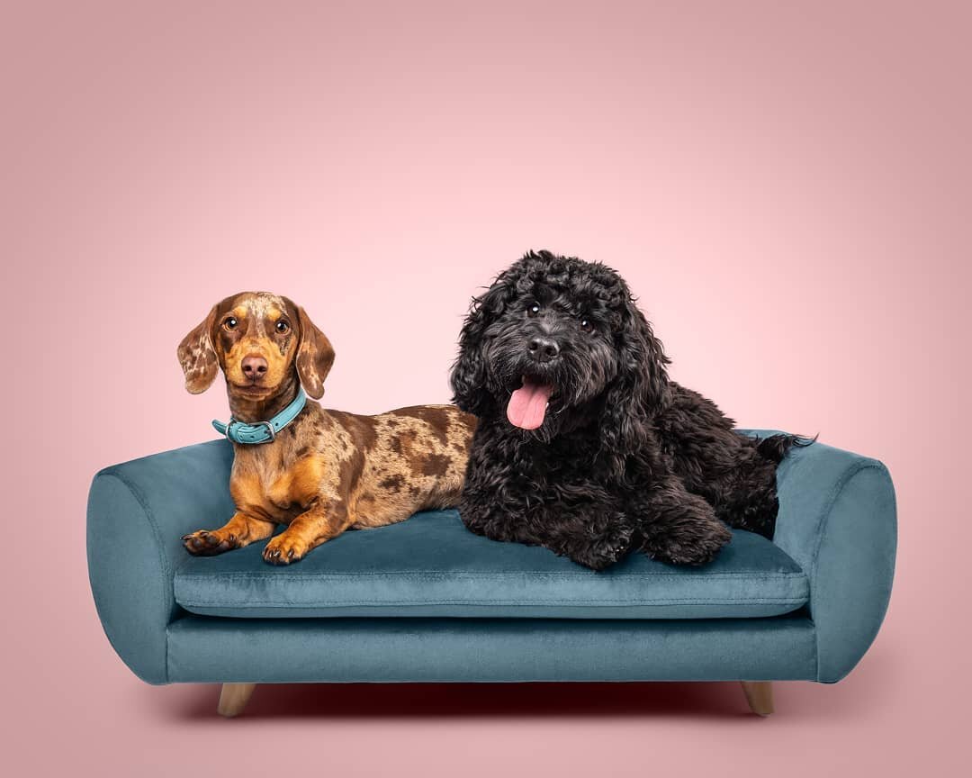 The cutest little duo, Wally &amp; Barney! 😍

I had a crazy fun filled afternoon photographing this pair. Loved it!

I am obsessed with this colour combo! I always work with my clients to get create something they love and will fit perfectly into th