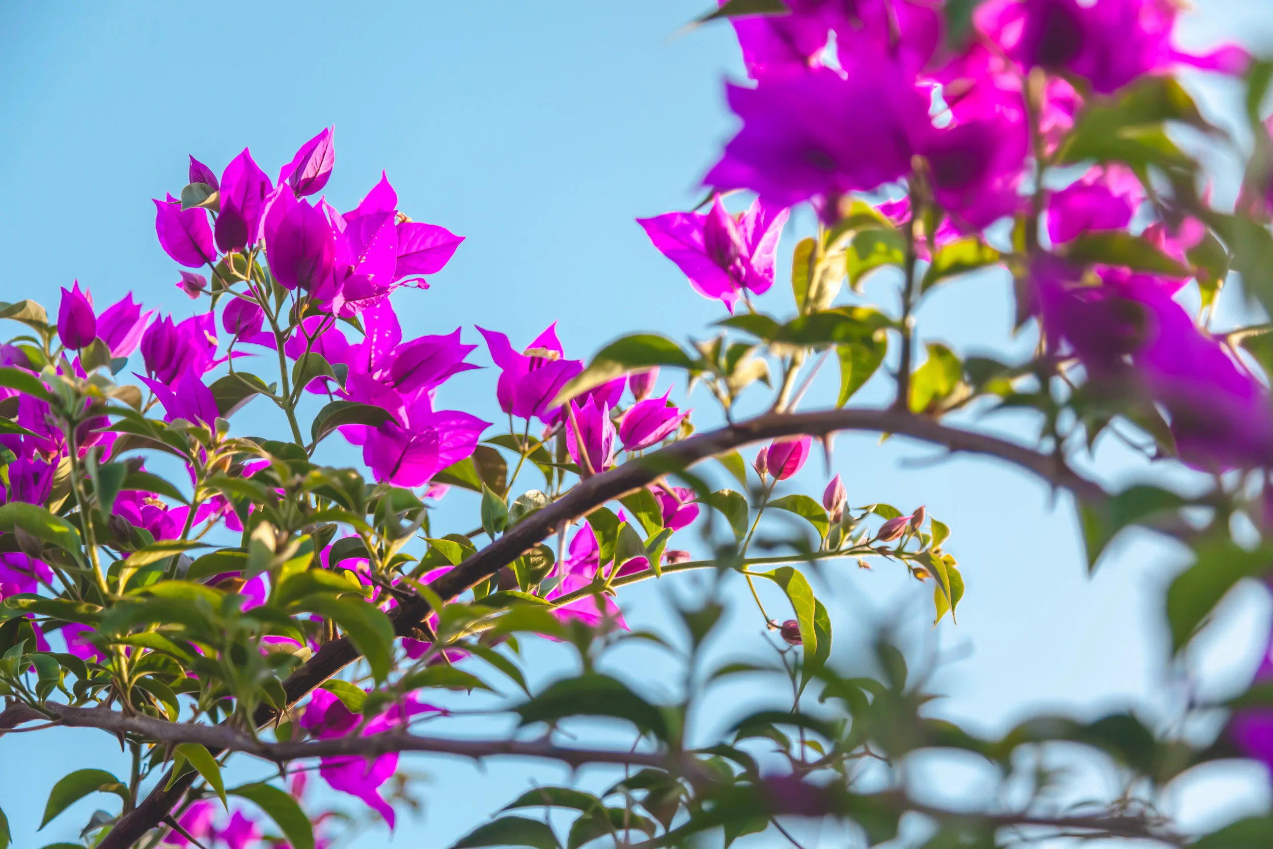 Finde XL 2.0-7.jpg