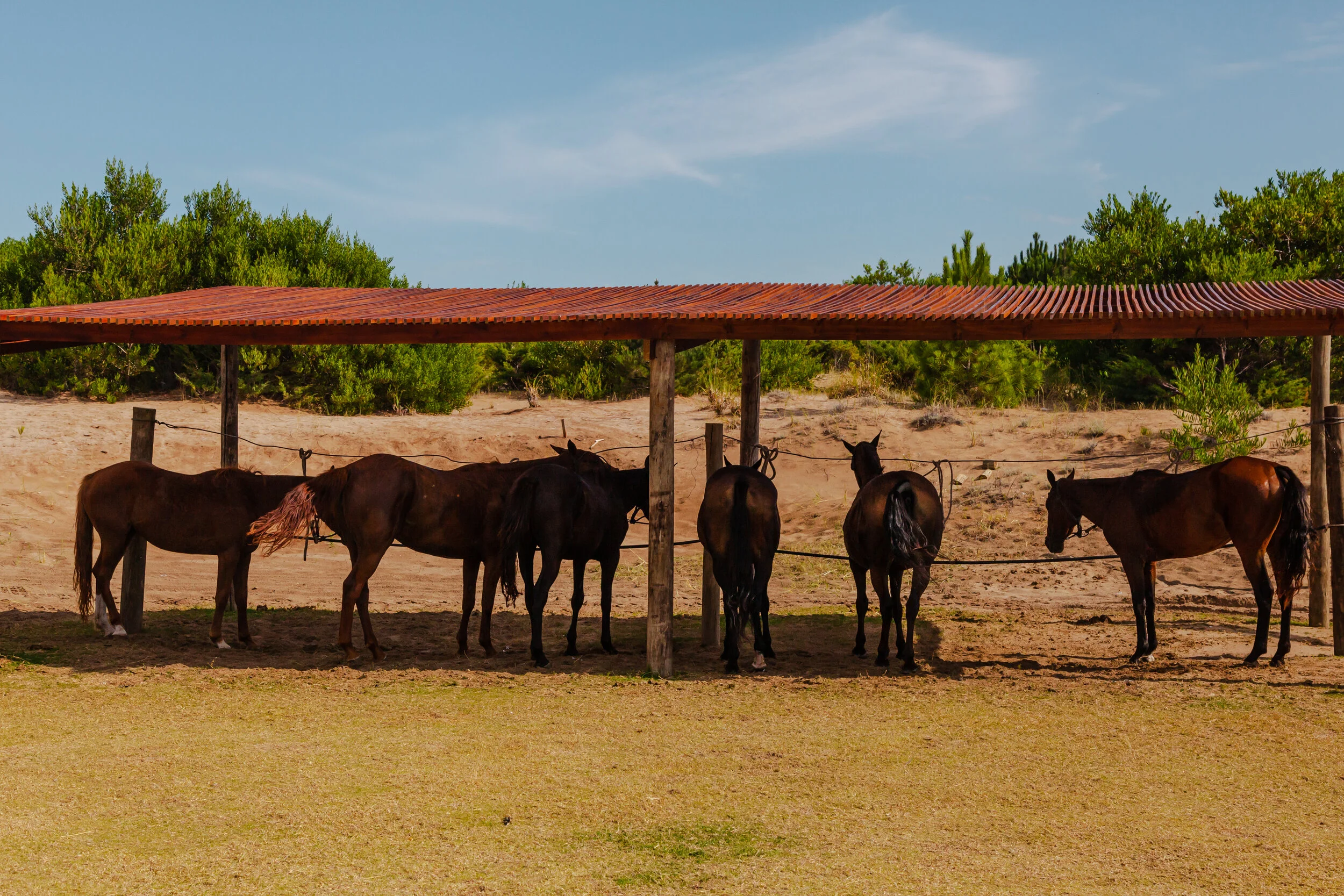caballos final-1.jpg