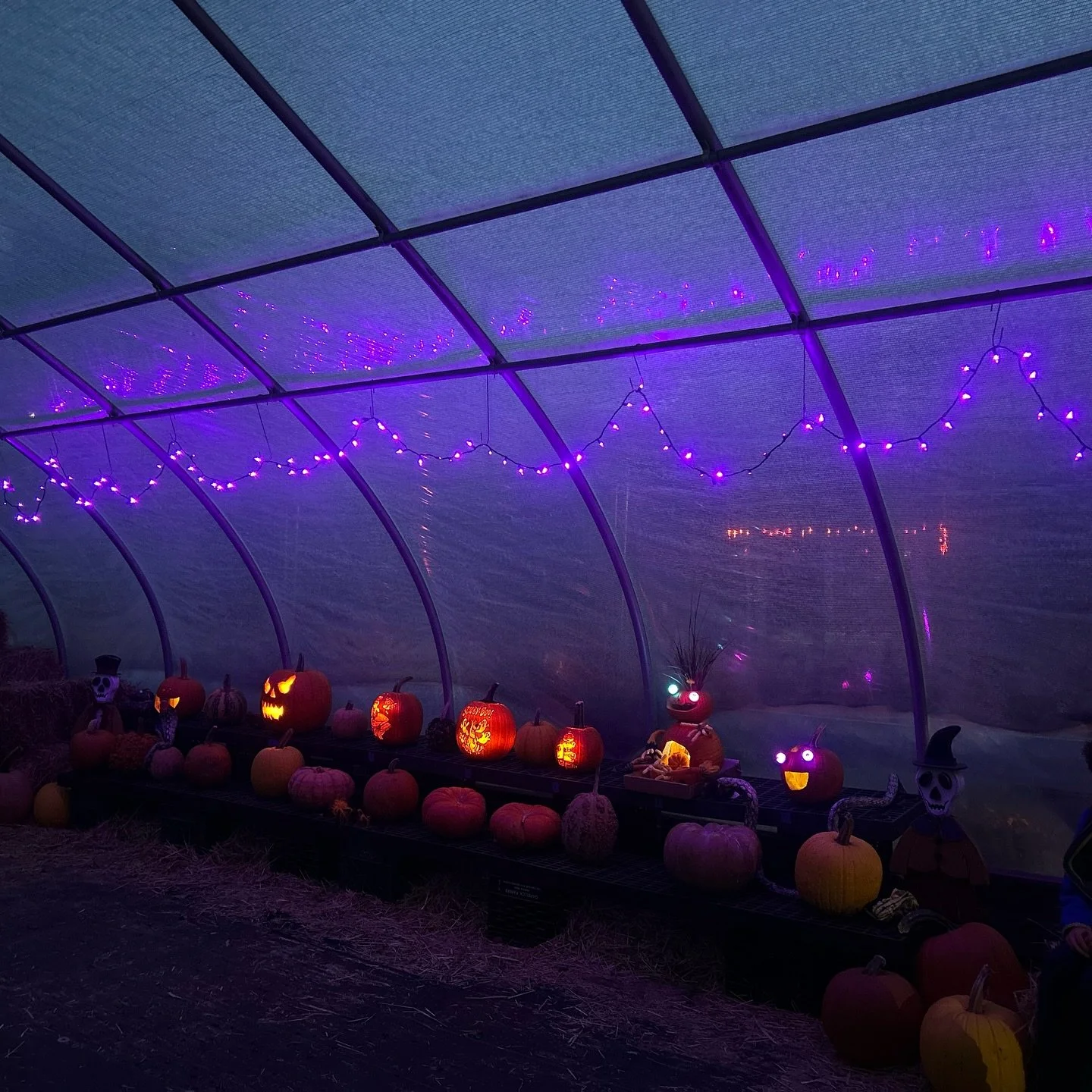 We had such amazing pumpkins submitted for our 19th Annual Pumpkin Carving Contest! Special congratulations to our winners this year π
In 1st place, we have Dorothy, Ryan, and Nate Miller with their pumpkin “Delivery Day.” In second pla