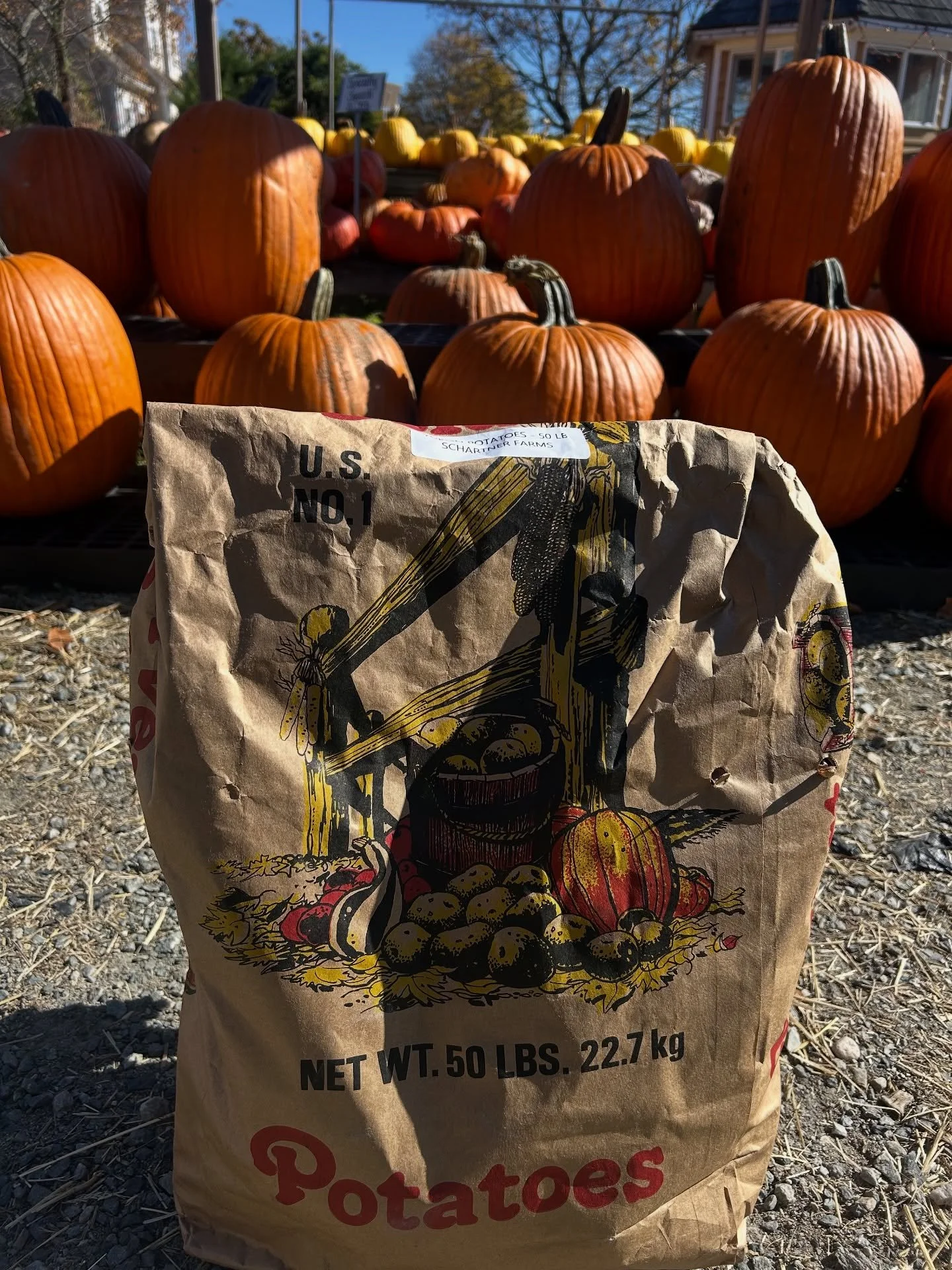 We are stocking up on native fall veggies at Level Acres! We’re open everyday 9-5 π₯π 
From Schartner Farms (Exeter, RI)
• Baby white potatoes
• Yukon gold potatoes
• Shallots 
From Four Town Farm (Seekonk, MA) 
• Carrots