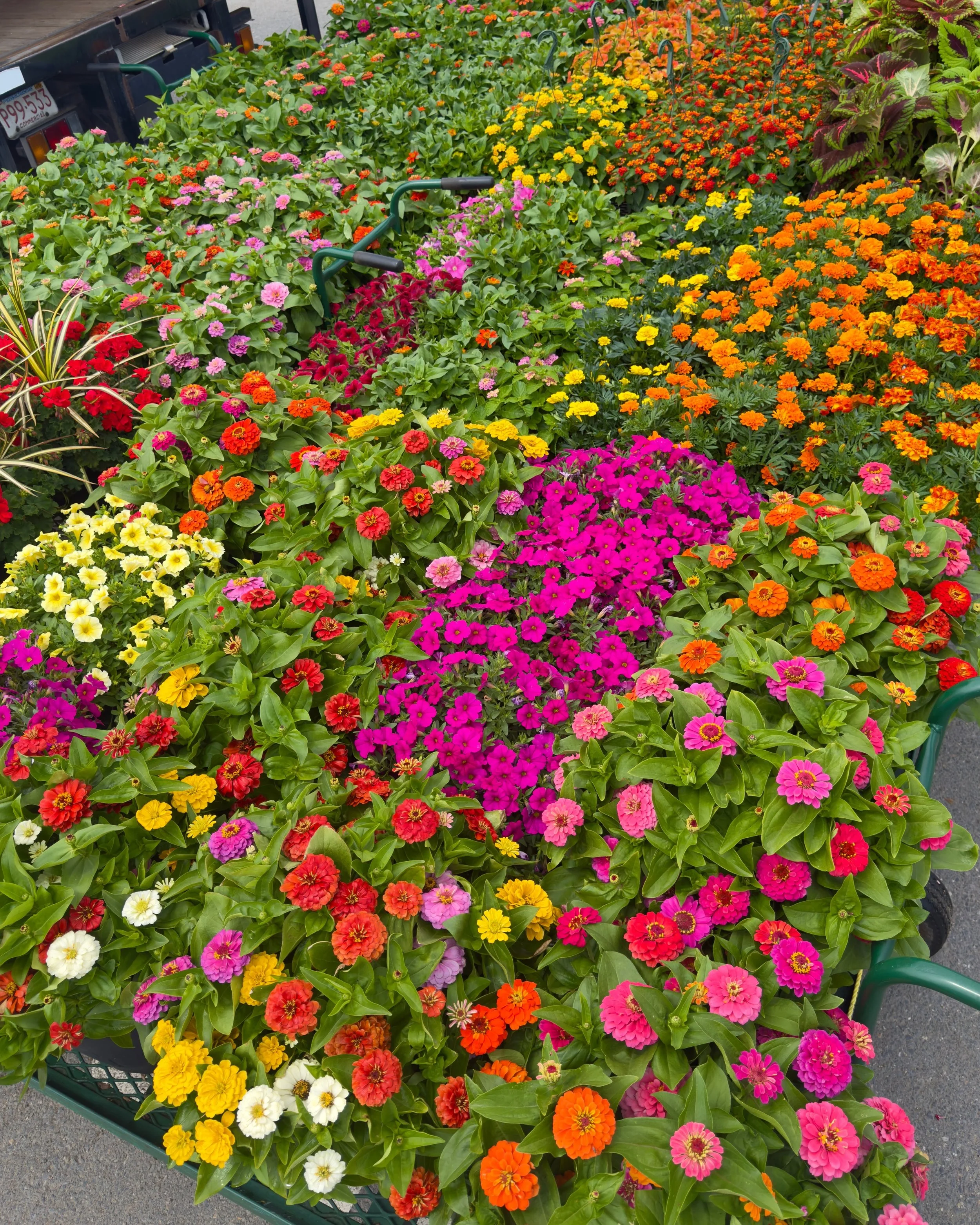 Zinnias, petunias, vinca galore! All in store now, along with some specialty houseplants &amp; large basil pots🌿
