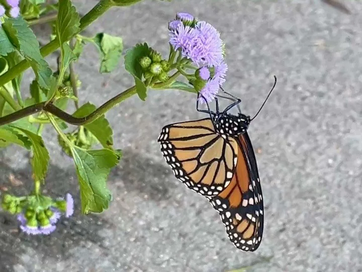Pollinator Power @ Level Acres! Our new friend has been hanging out around this Blew Label Monarch Magic Ageratum for a couple of days now, greeting customers at the door😊