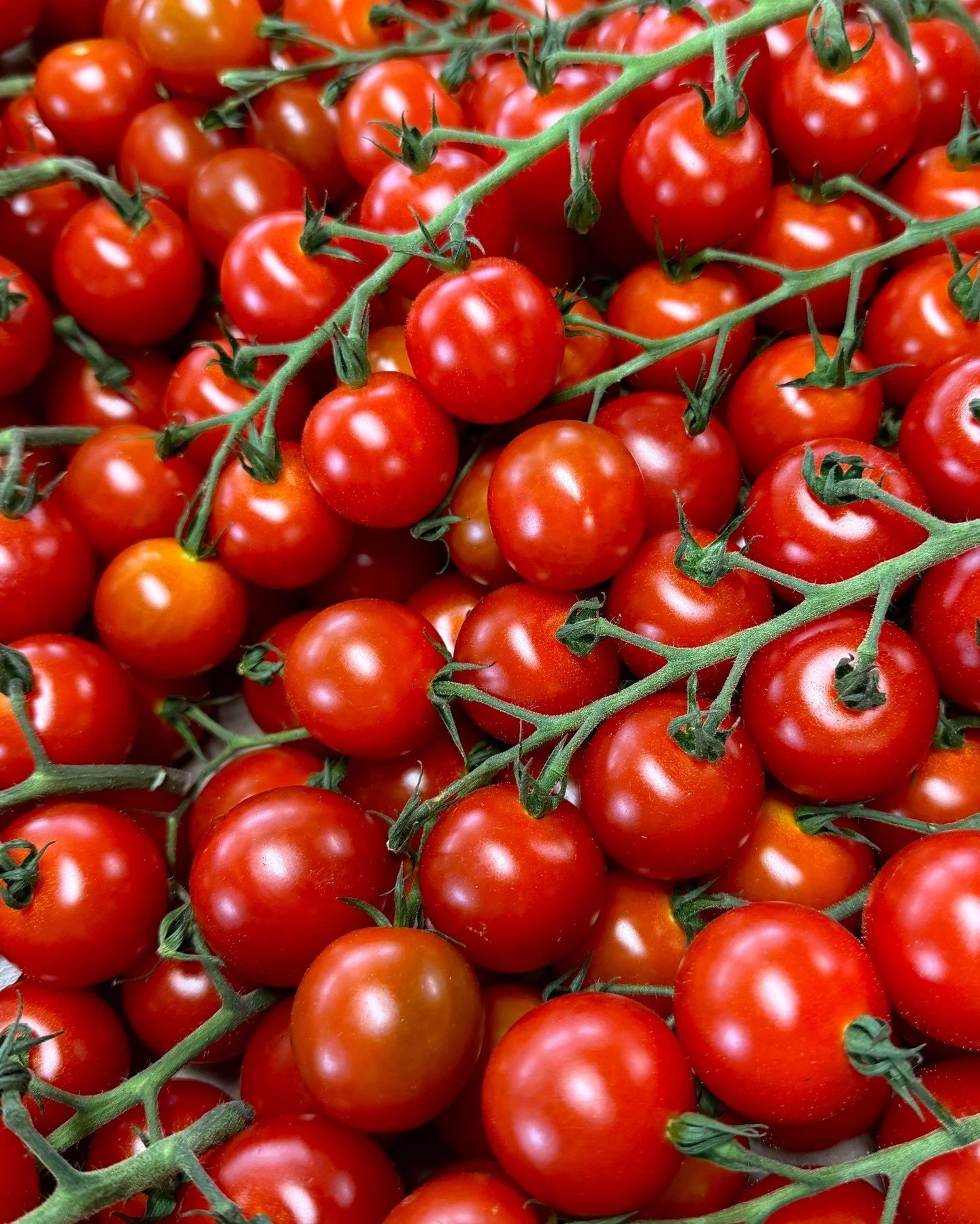 Some highlights from today's hauls:

Super sweet cherry tomatoes🍬 
Pink and red beefsteaks🍅 
New Proven Winners🏆️ 

...and much more!