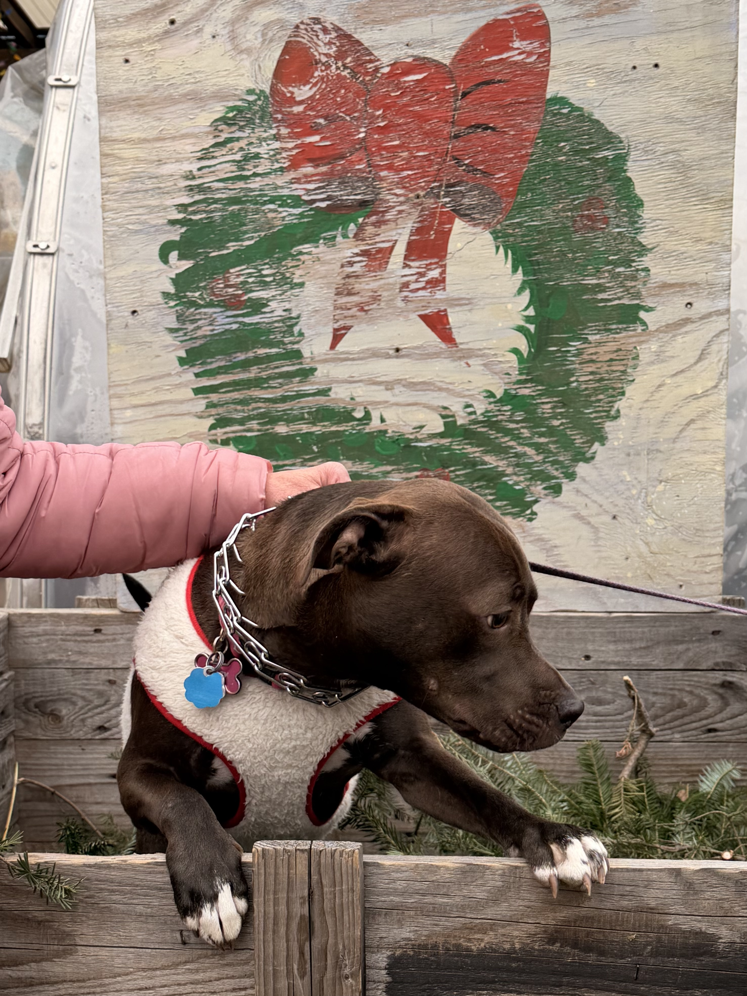 dog in tree brush box