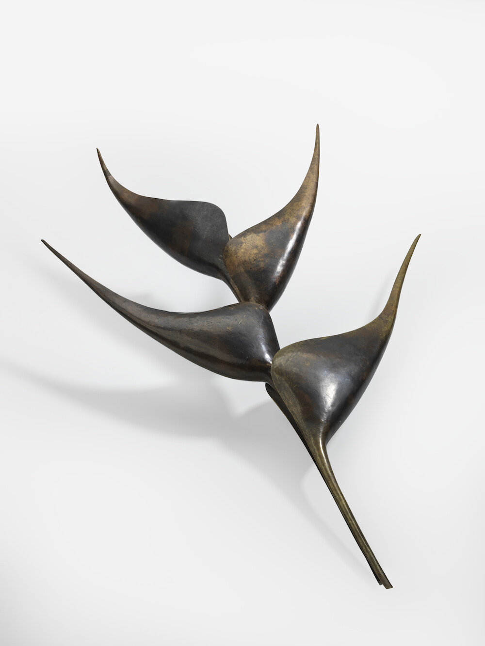 HELICONIA TD2622.jpg