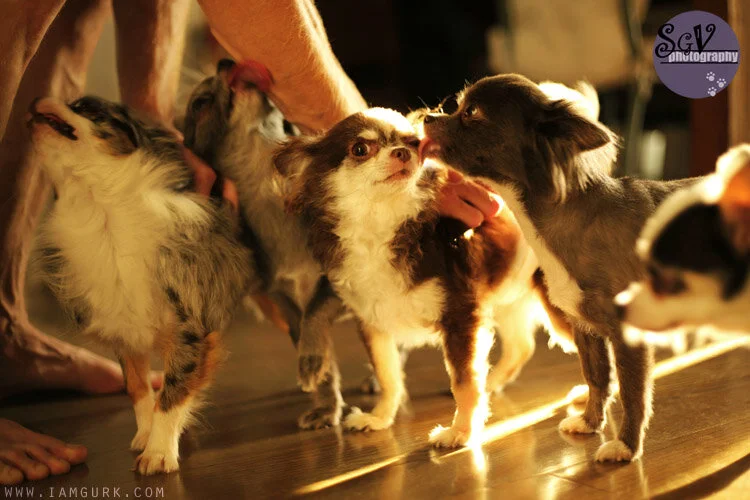 Living with 20ish dogs