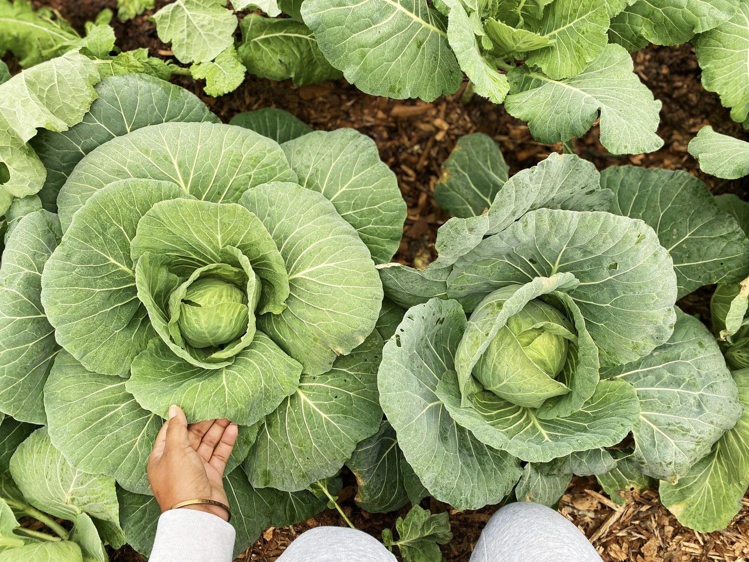 Mississippi Farm Fresh Map — Mississippi Farm to School Network