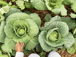 Mississippi Farm Fresh Map — Mississippi Farm to School Network