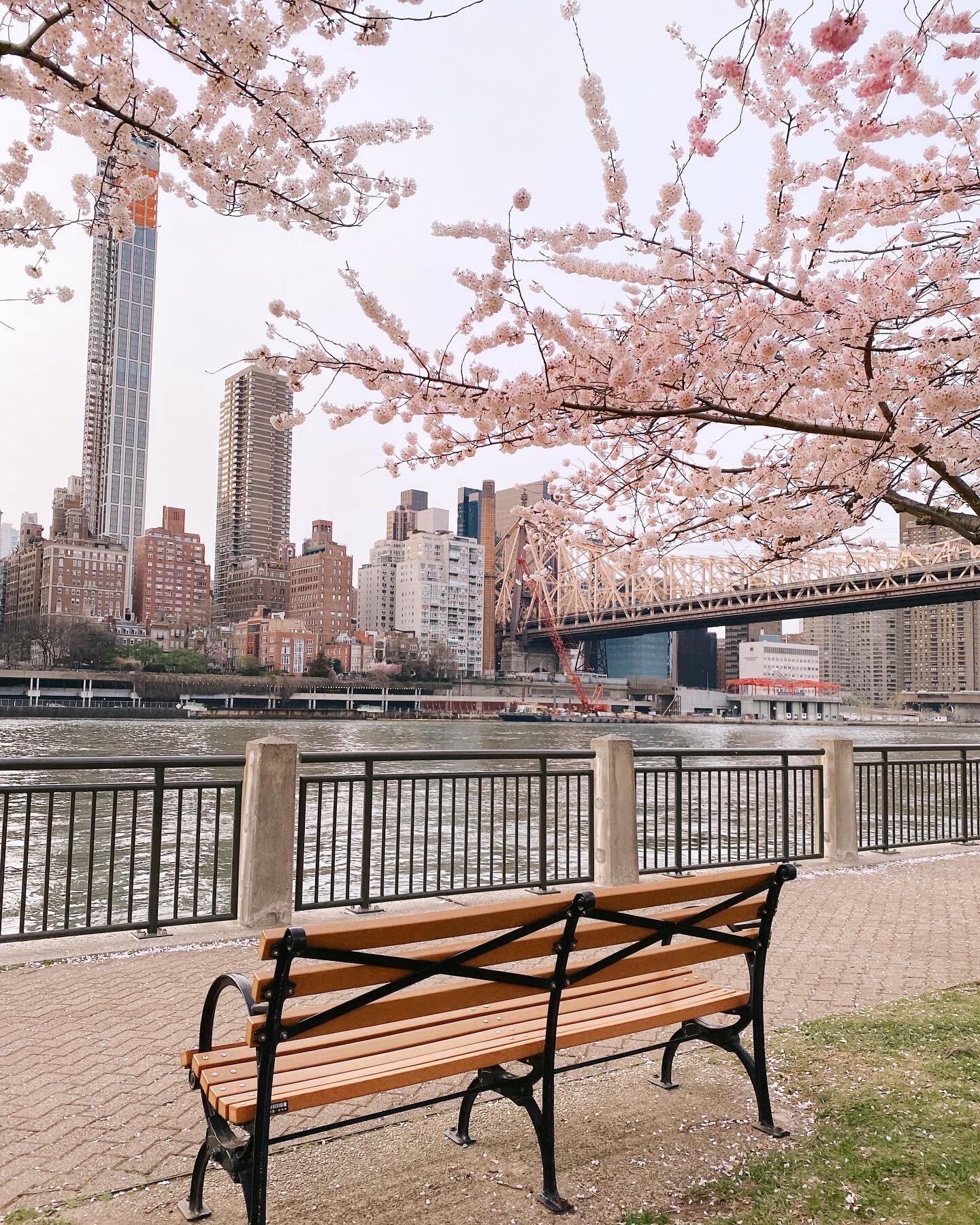 Best Cherry Blossom Photo Spots in Central Park — Gracefullee Made