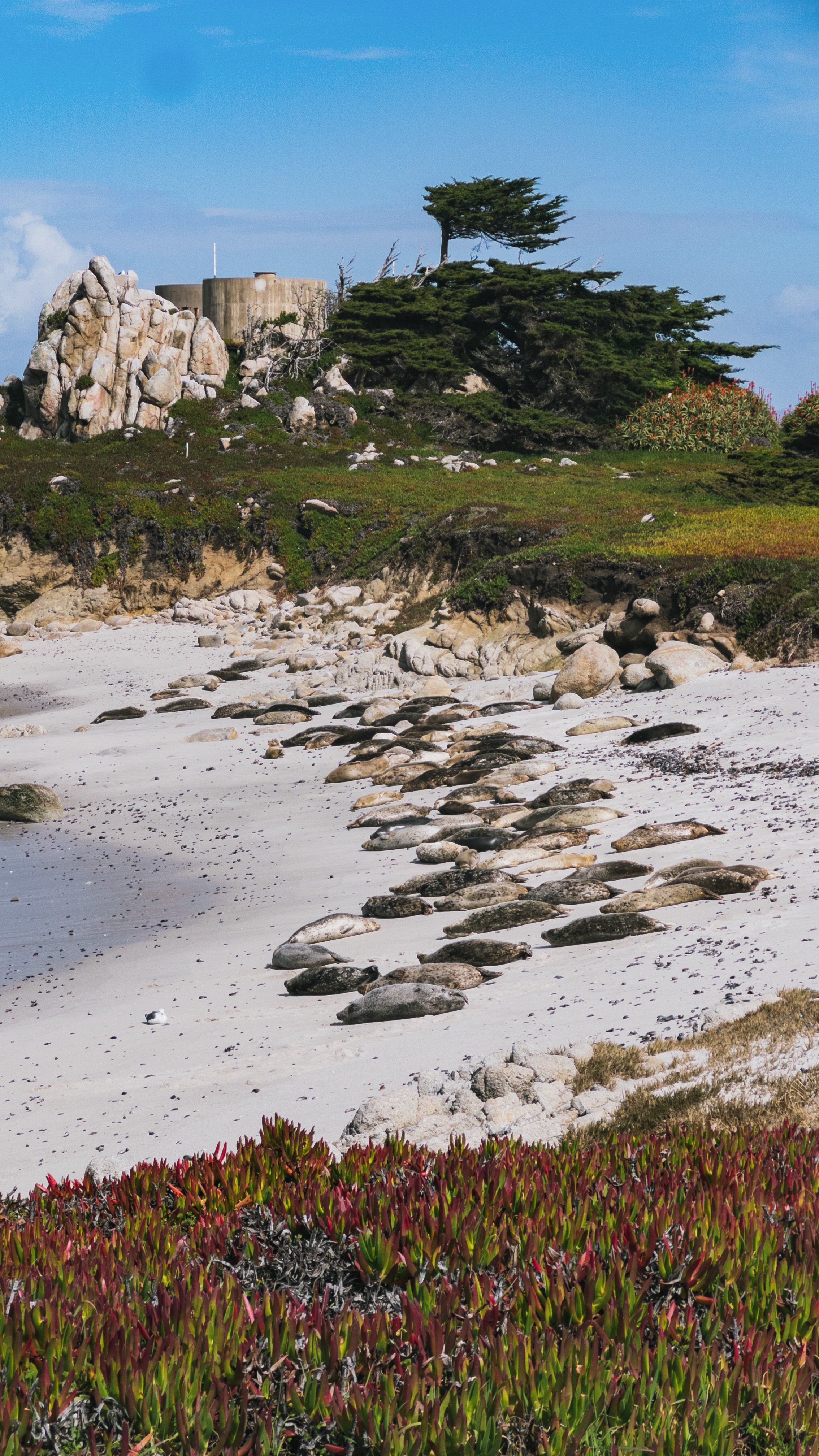harbor seals, Monterey, California, travel guide
