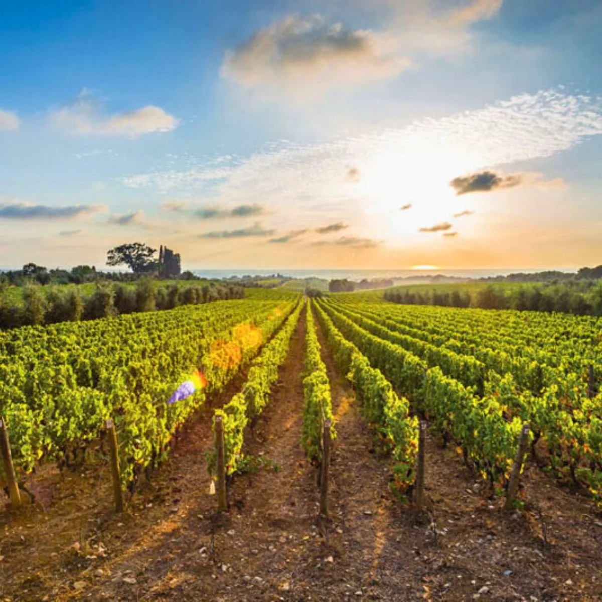 Savor the Reserve: A Deeper Dive into Wine and Regenerative Agriculture at Wilson Creek Winery