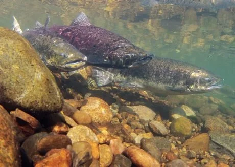 Sustaining the American River: A Tour of Nimbus Fish Hatchery