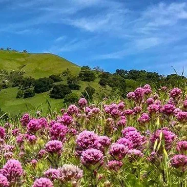 Explore Sunol Regional Wilderness: Nature Walk and Networking