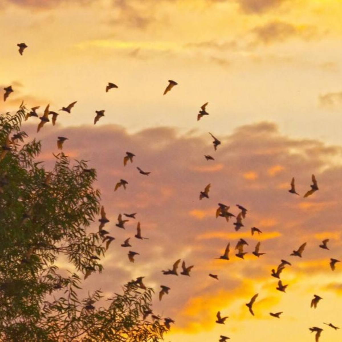 Bats at Sunset: A Causeway Talk and Tour