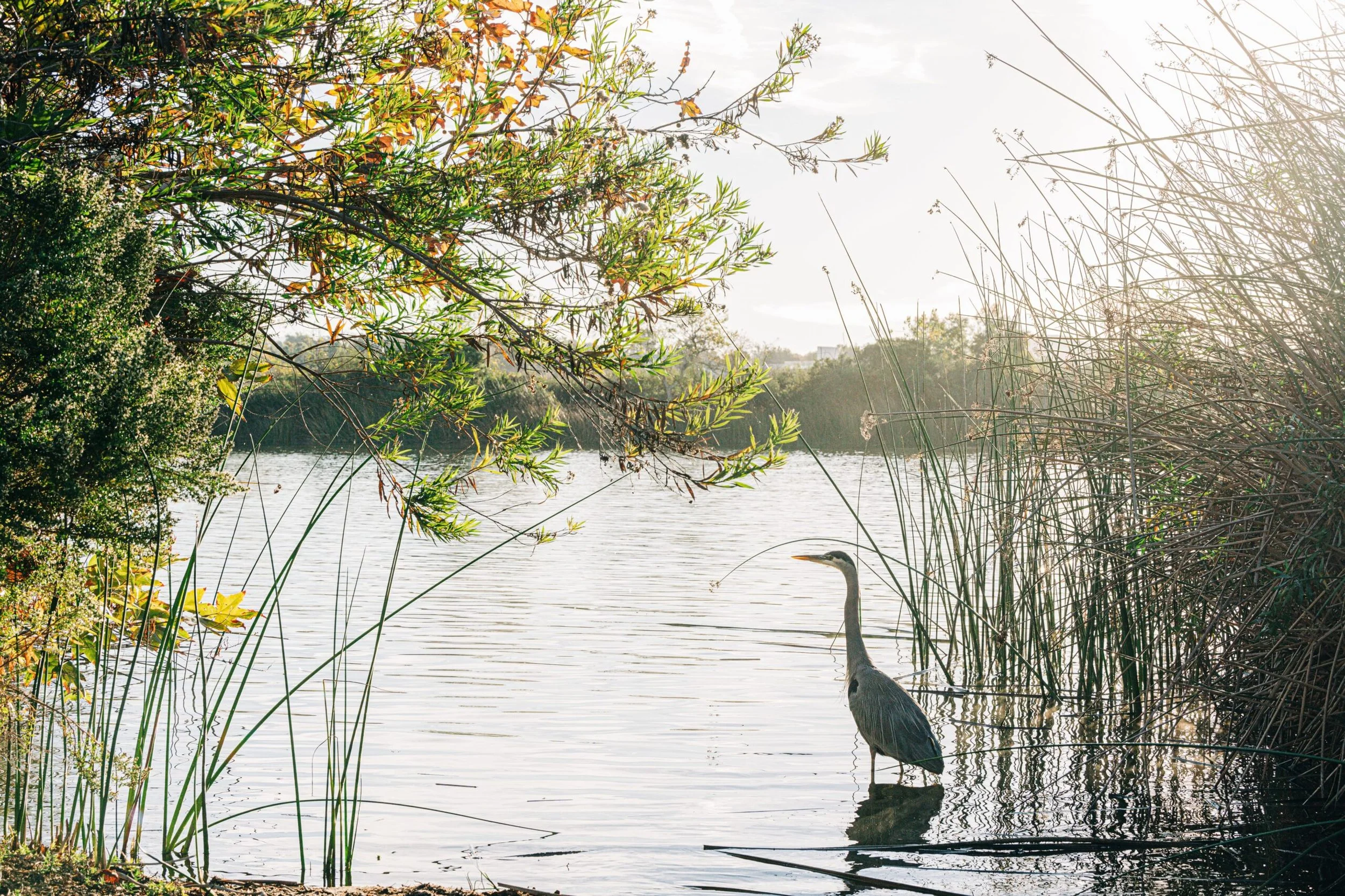 Adventure in the Marsh: Walking Tour of the San Joaquin Marsh &amp; Wildlife Sanctuary&nbsp;