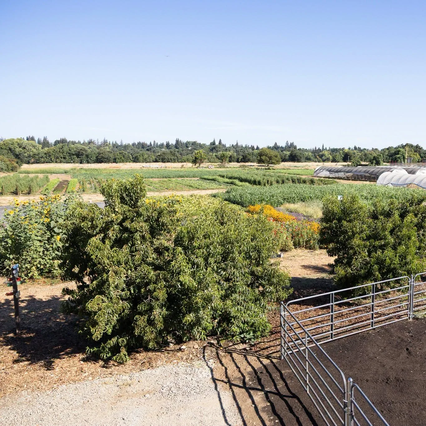 Explore Regenerative Agriculture at Soil Born Farms
