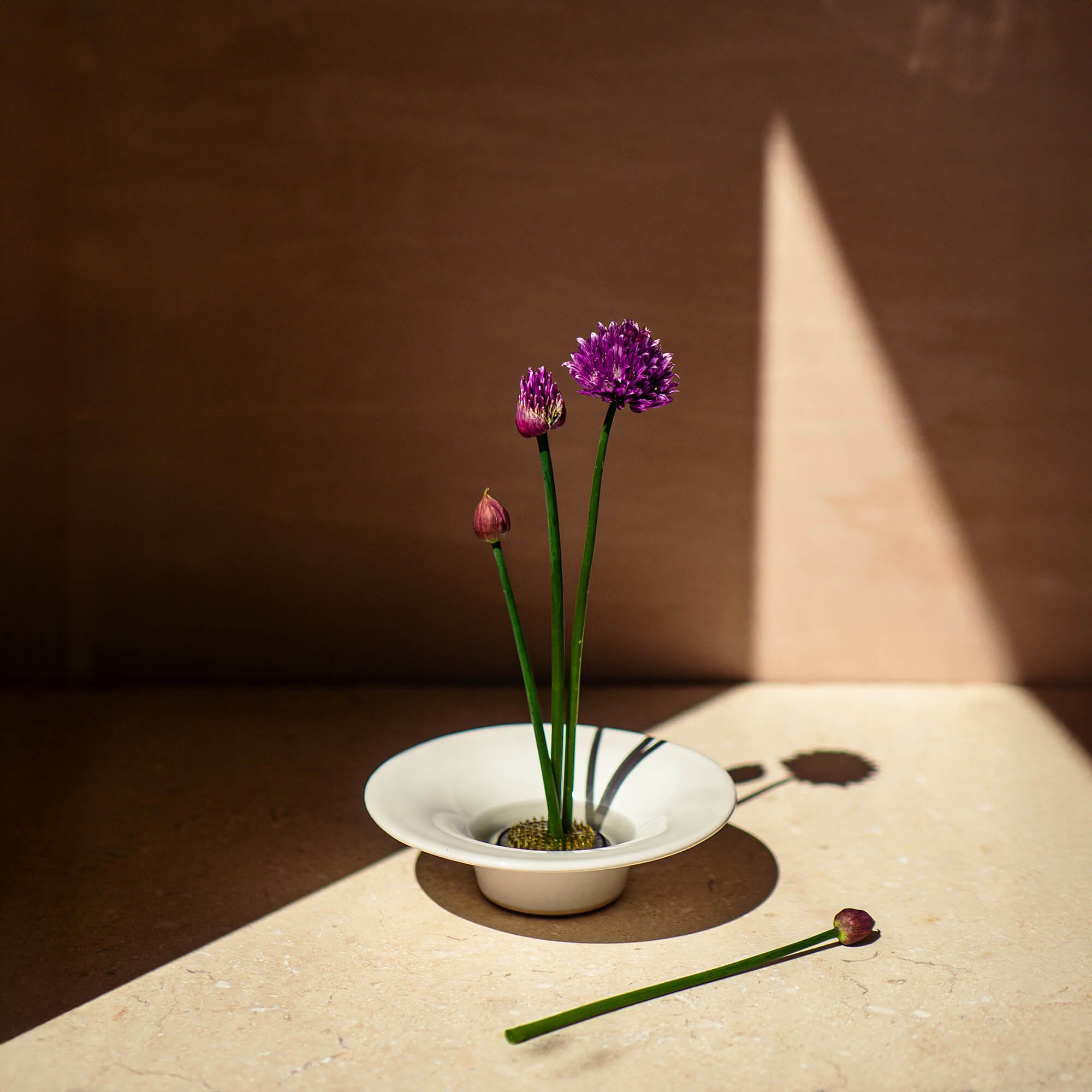 Frond-Vae-Spring-Chive-2_OPT.jpg