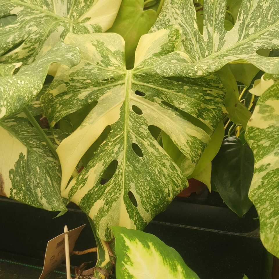 Treat Yourself this bank Holiday. 

We had some fantastic new plants arrive, including the Monstera 'Thai Constellation'