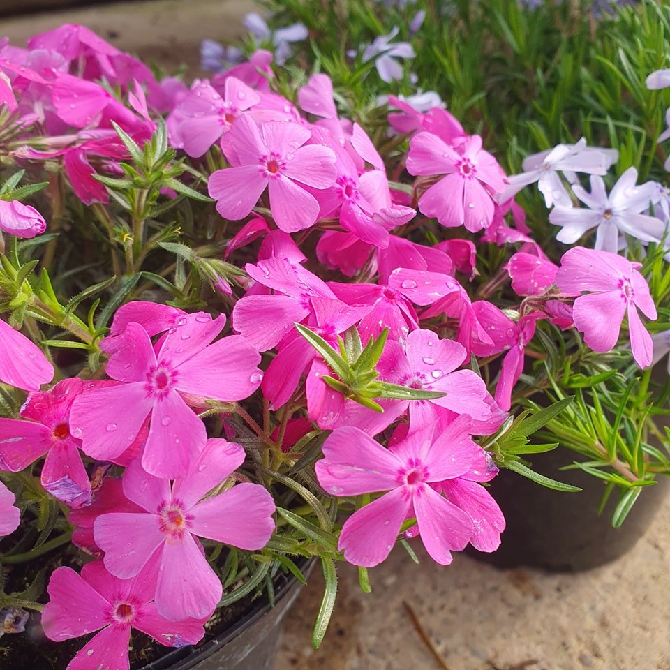 What wonderful weather for a trip to the Garden Centre.

Here's a sneak peak at the abundance of flowers on display, with many more buds opening  day to day.