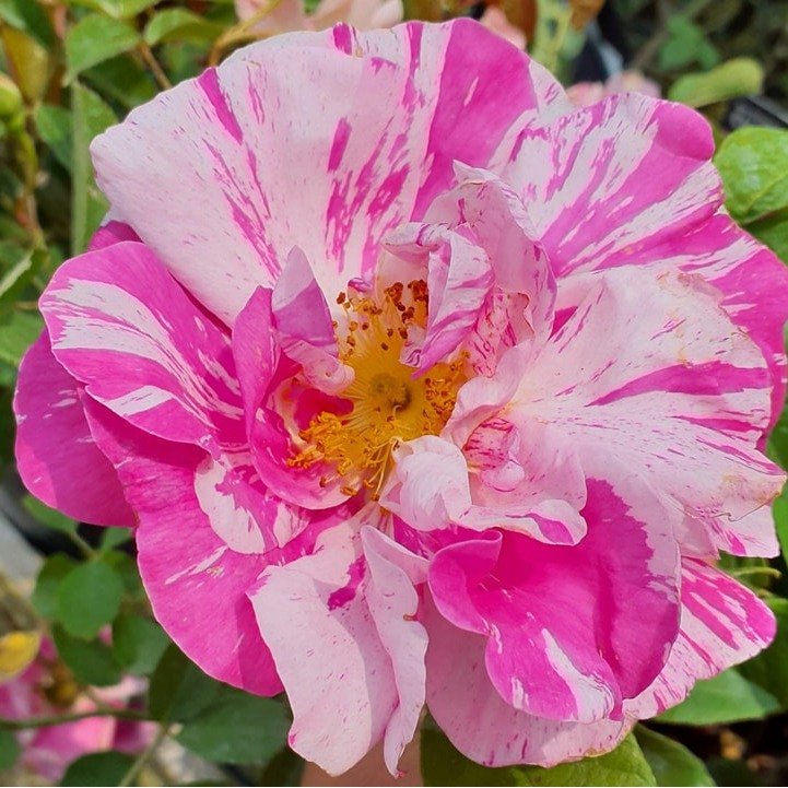 Roses truly are a show stopping plant! Their vibrant colours, classic fragrance, and iconic blooms make them a timeless centrepiece in any garden. Whether it's a climbing rose draping over an arbour or a neat hybrid tea rose in a formal bed, they alw