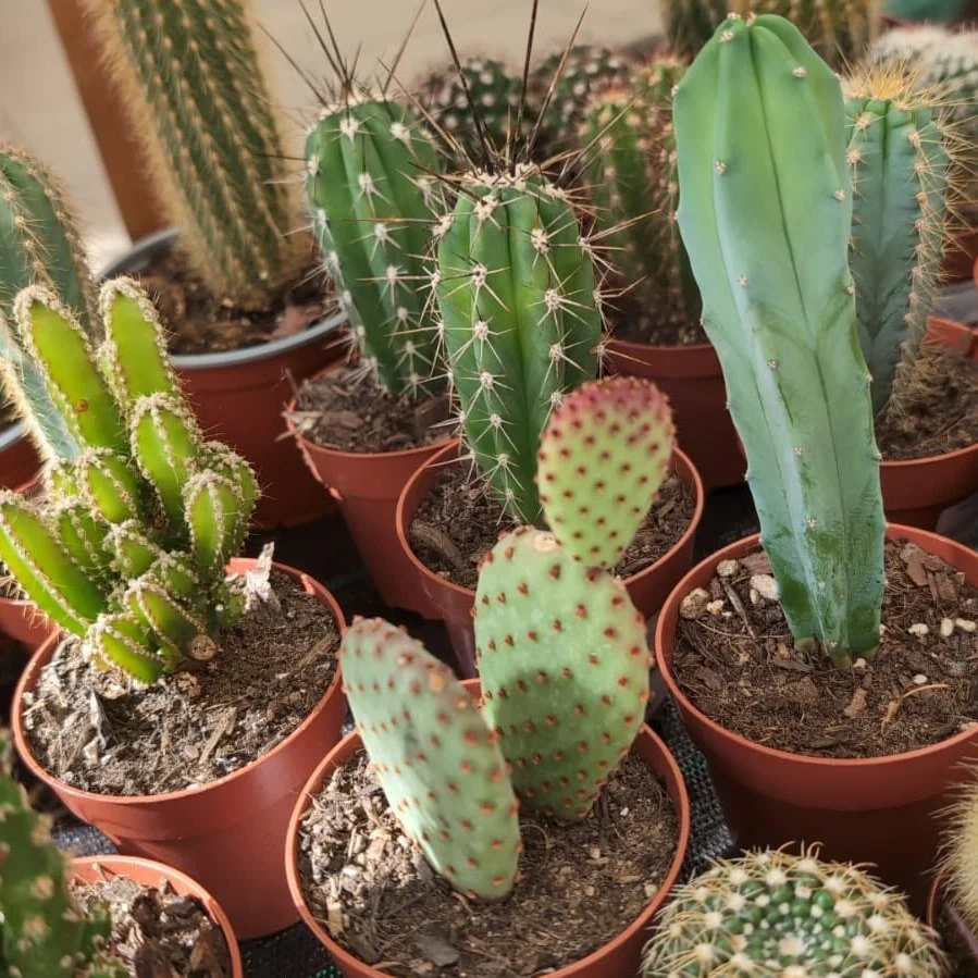 We&rsquo;ve got lots of new cacti and succulents in this week! As well as some very cute little pots to go with them! Perfect low maintenance plants to add some greenery into any home🌵🪴