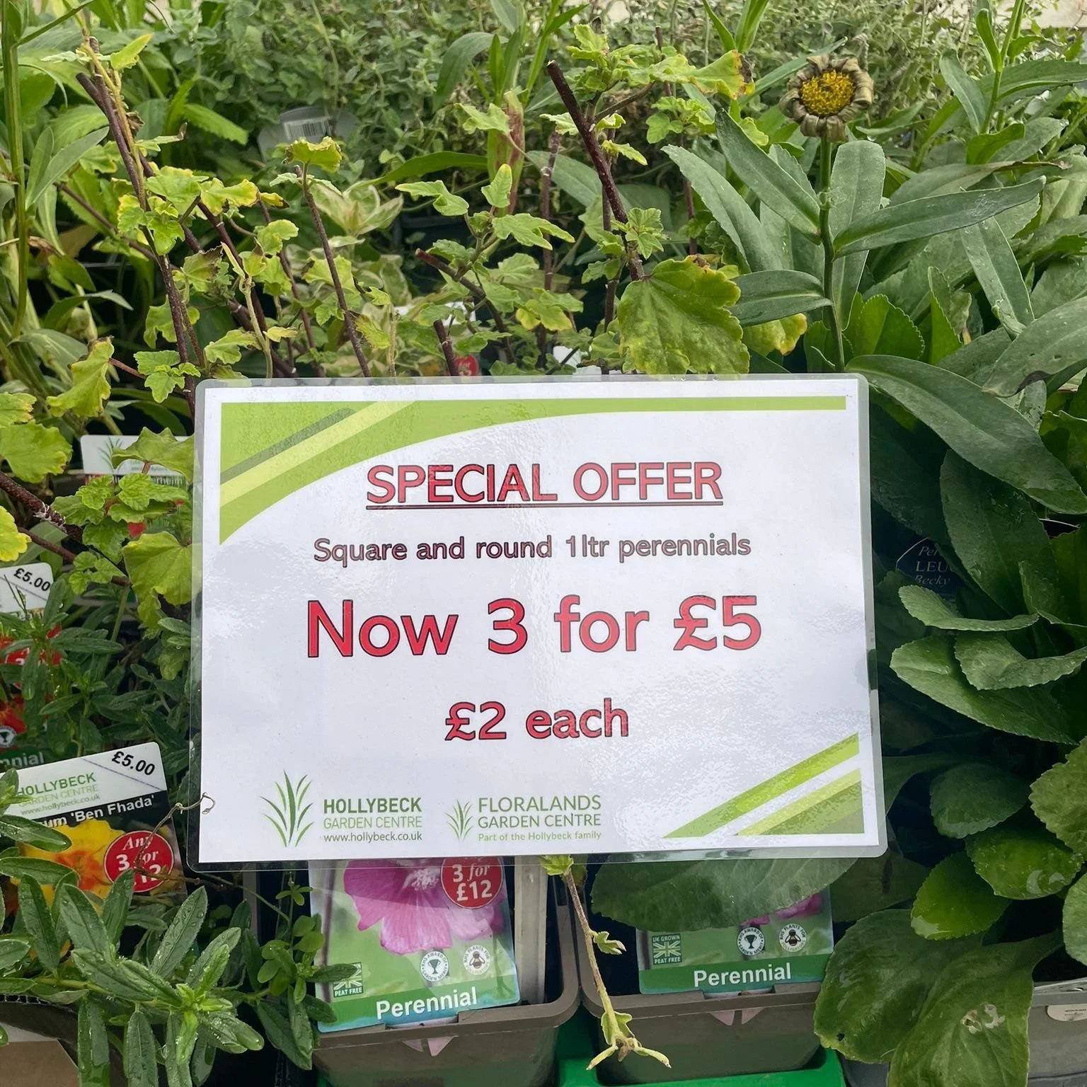 End of season Promo! 

Our 1ltr perennials both round and square pot are now only &pound;2 each or three for &pound;5!🪴