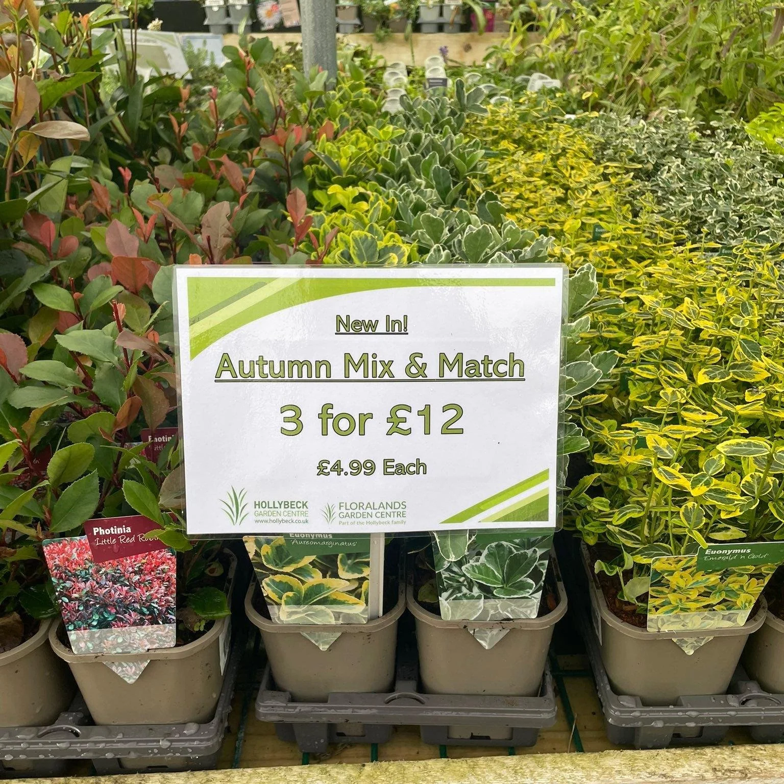 New In!!!! Our autumn mix and match range is here for the season and we&rsquo;ve got plenty of choice to add a bit of colour to your garden🌸🌿🪴🌱