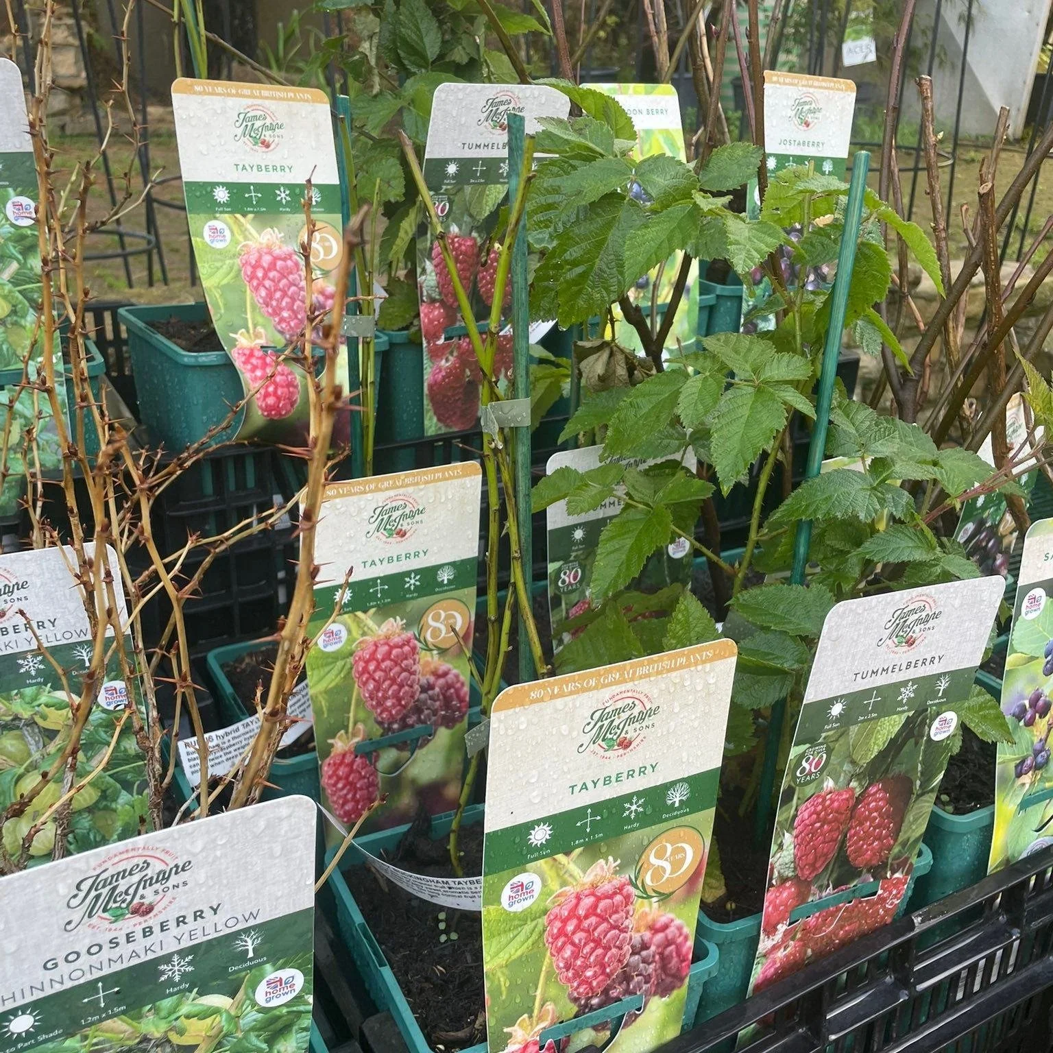 Soft fruit is back in stock for the year! From blackberries to pink blueberry&rsquo;s, we&rsquo;ve got you covered! Feel free to drop by and have a nosy at what we&rsquo;ve got🫐🍇🍓🥝