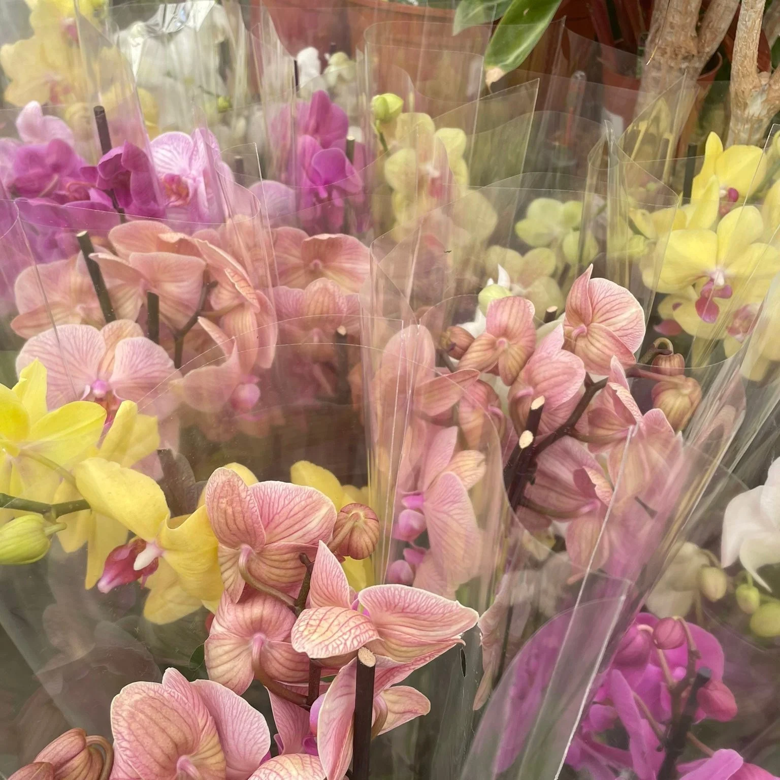 The houseplants are looking wonderful today! Especially with the brand new splashes of colour from the Orchids, Peace Lilys, African Violets and soon the Christmas Cacti! If you&rsquo;re wanting to bring some greenery (or colour!) into your home we&r
